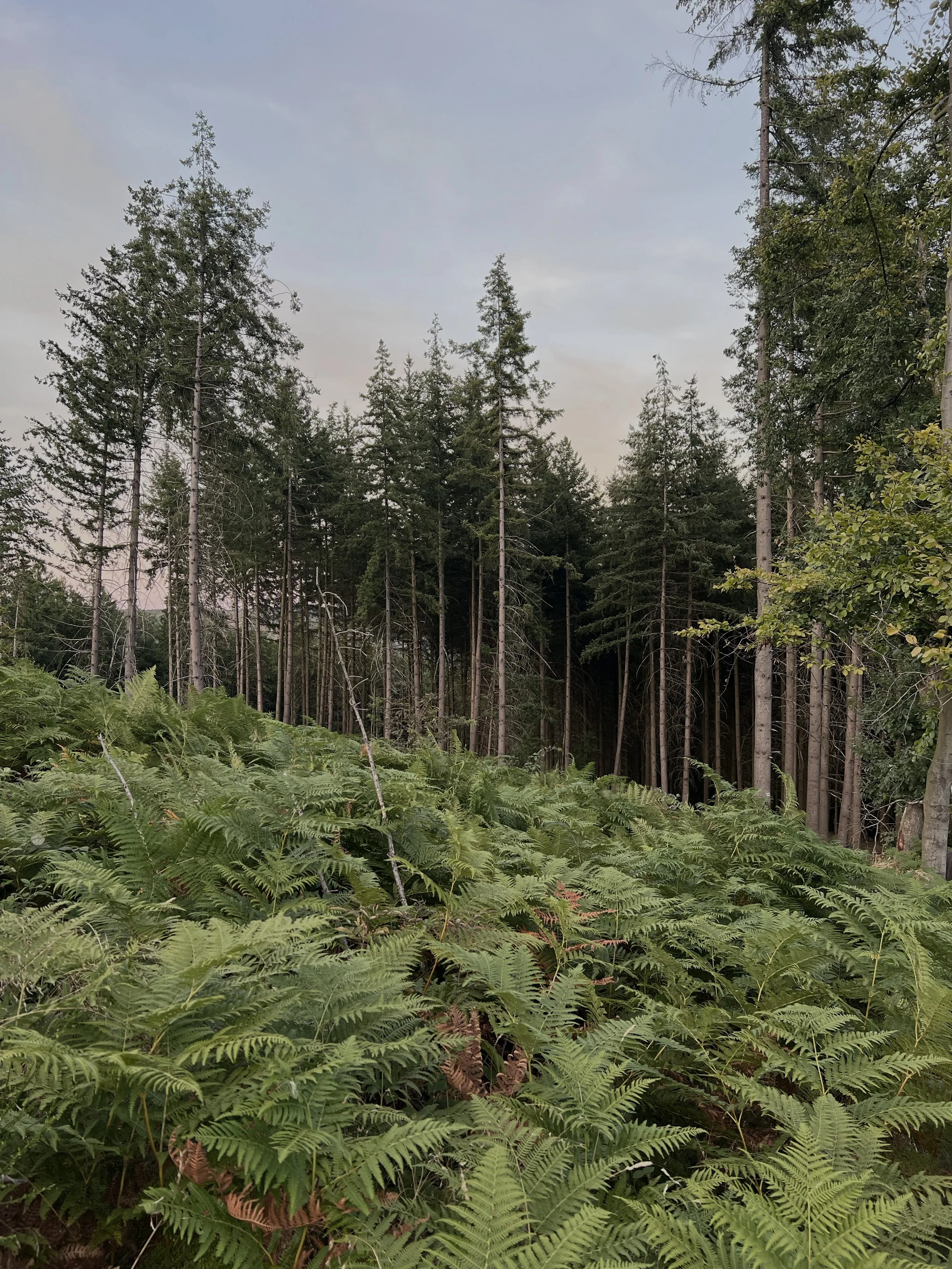 Ein Wald mit hohen Tannenbäumen im Hintergrund und üppigem grünen Farn im Vordergrund.