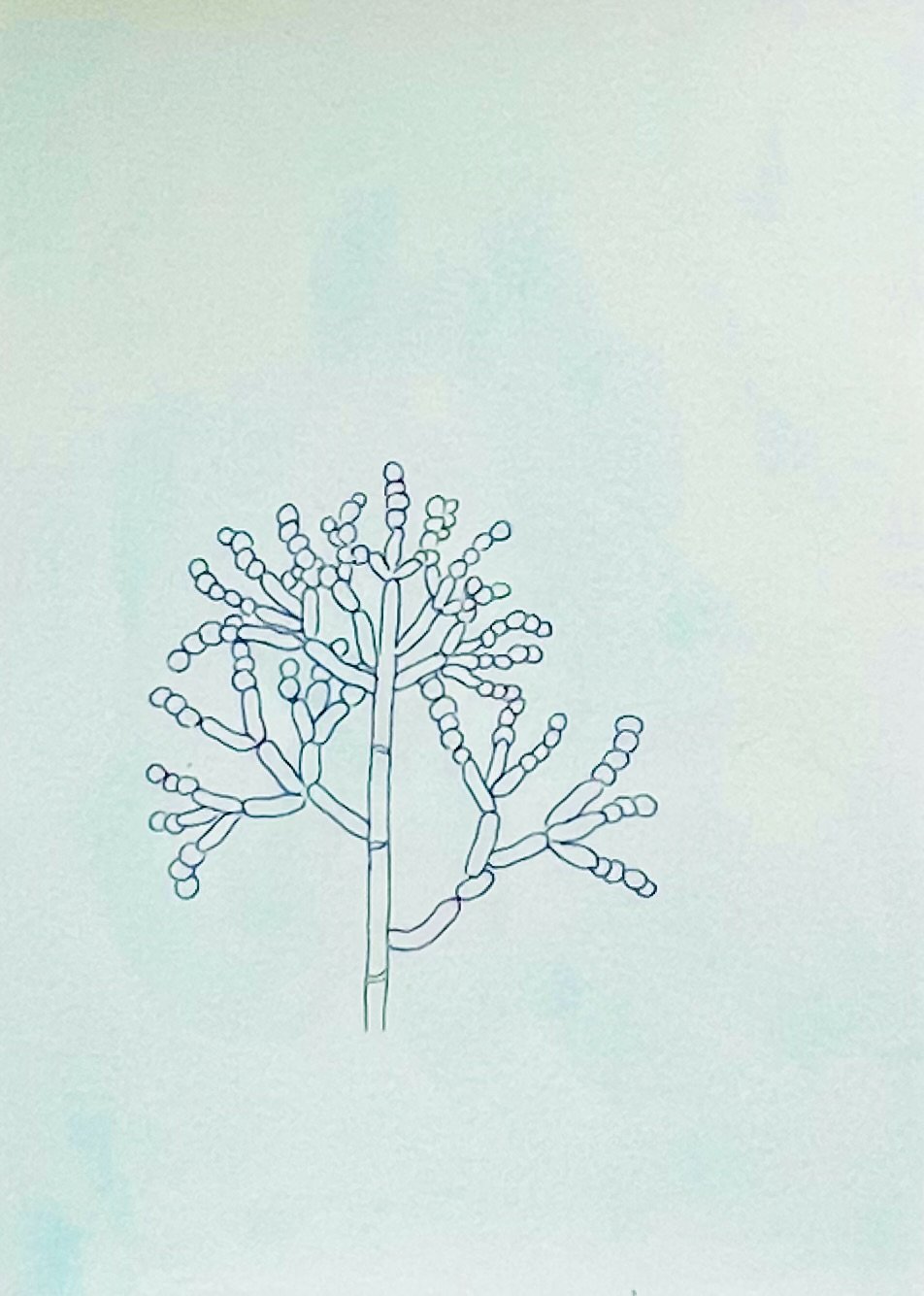 nat-009 aquarelle, encre (14,8X21) 2024