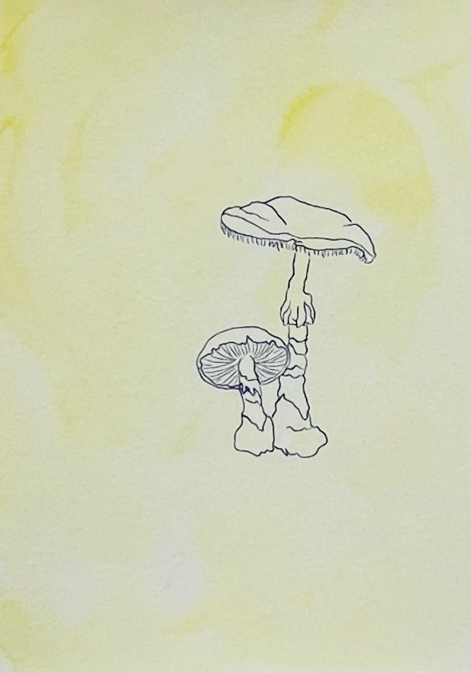 nat-012 encre, aquarelle (14,8X21) 2024