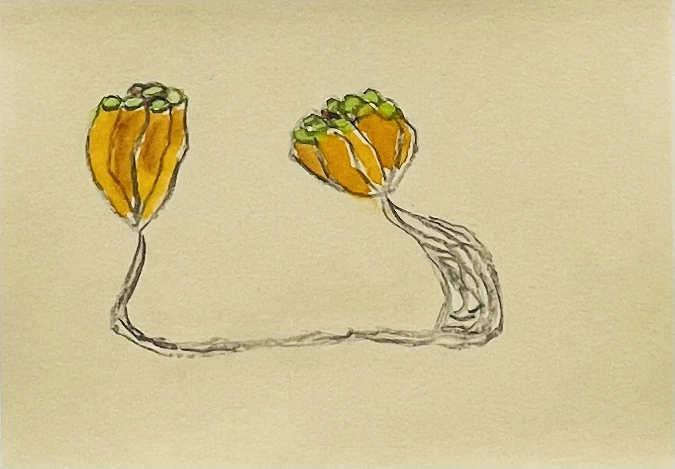 nat-037 aquarelle, fusain (14,8X21) 2024