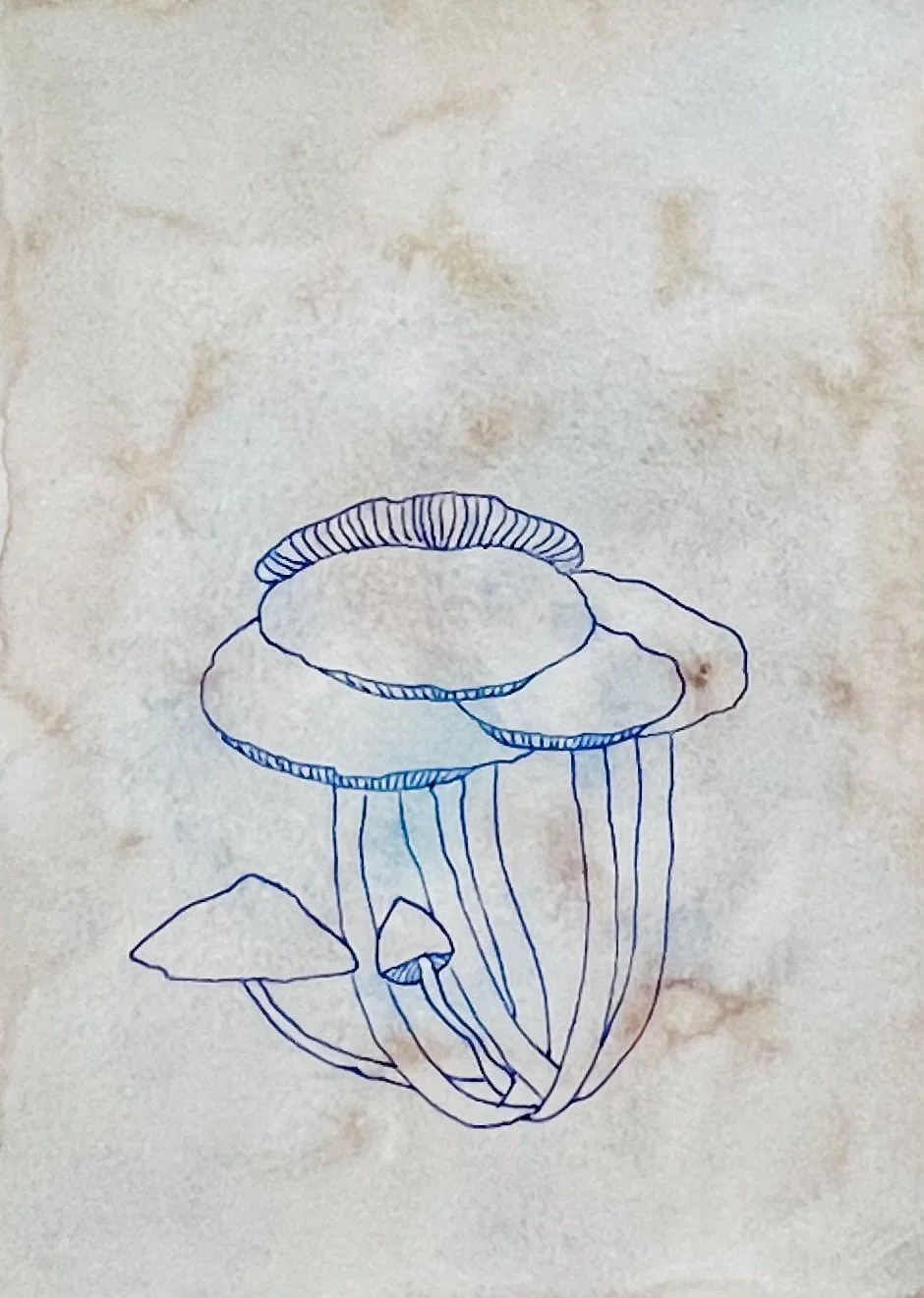 nat-011 encre, aquarelle (14,8X21) 2024