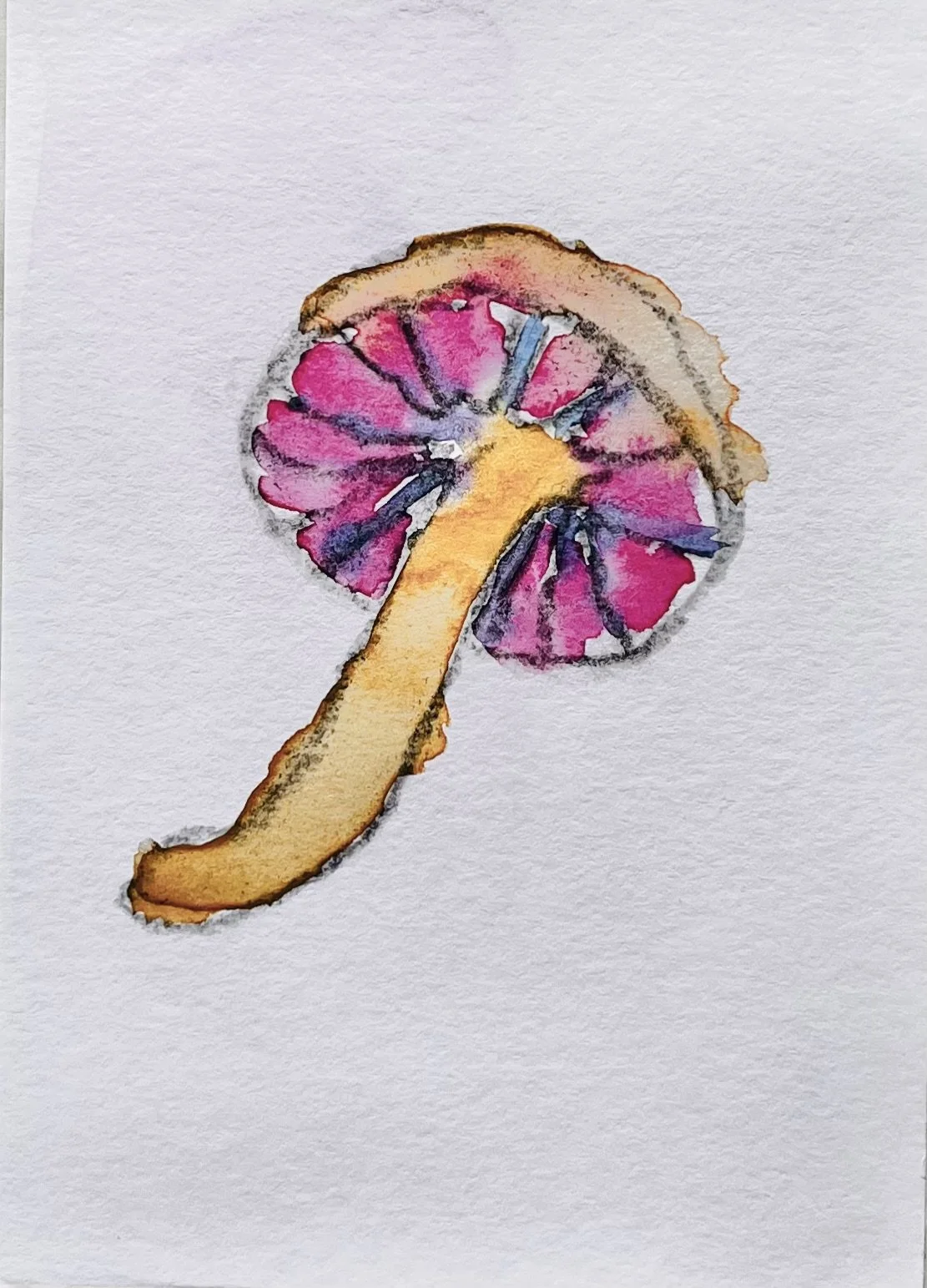 nat-017 aquarelle (12X14,7) 2024