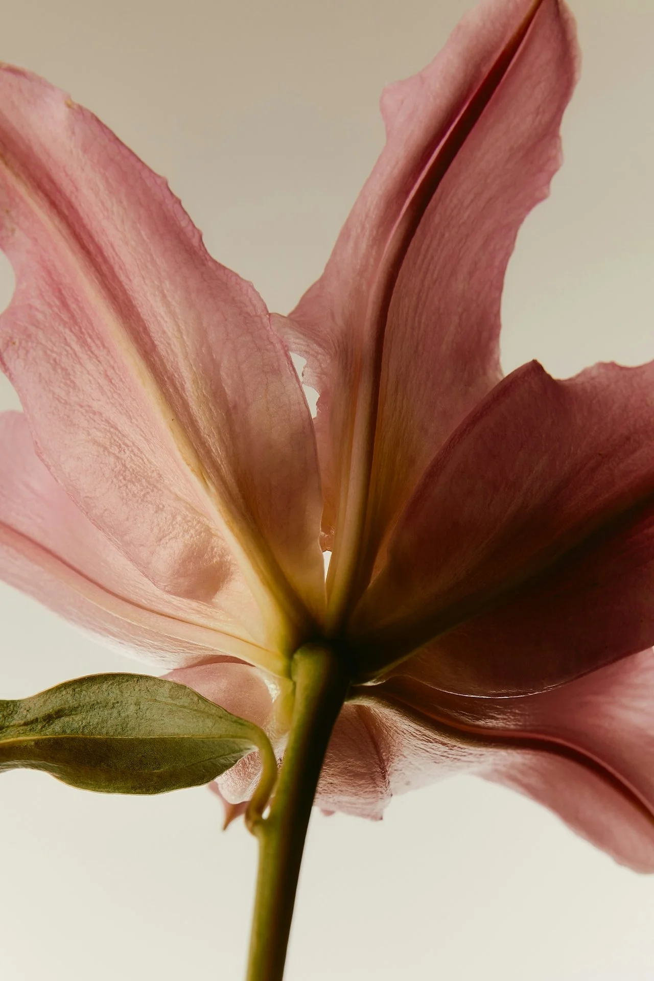 Moody close-up editorial photograph of a light pink lily flower against a dark background, used as the hero section image on the Knight Theory™ services page for brand identity and Squarespace web design packages in Los Angeles.