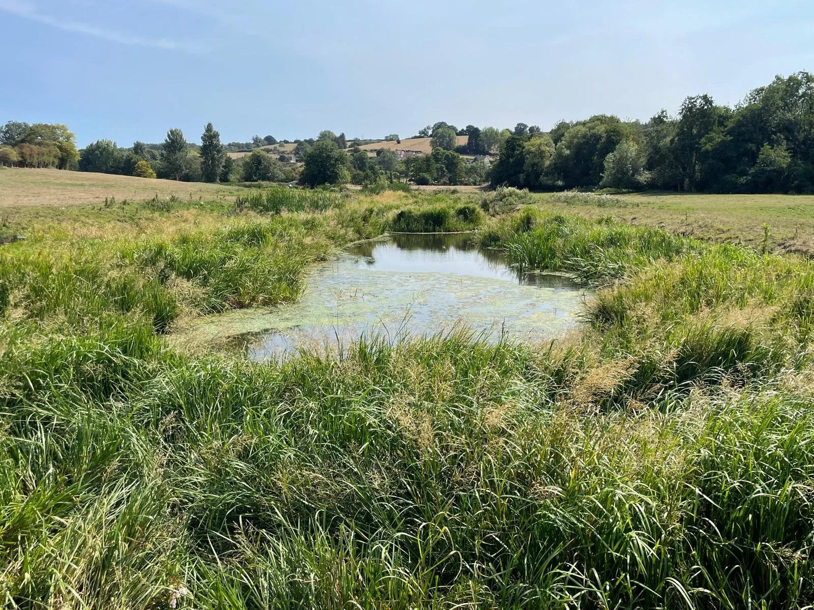 A lush green wetland with tall grass surrounding a narrow waterway under a clear blue sky, with distant trees and rolling hills in the background.