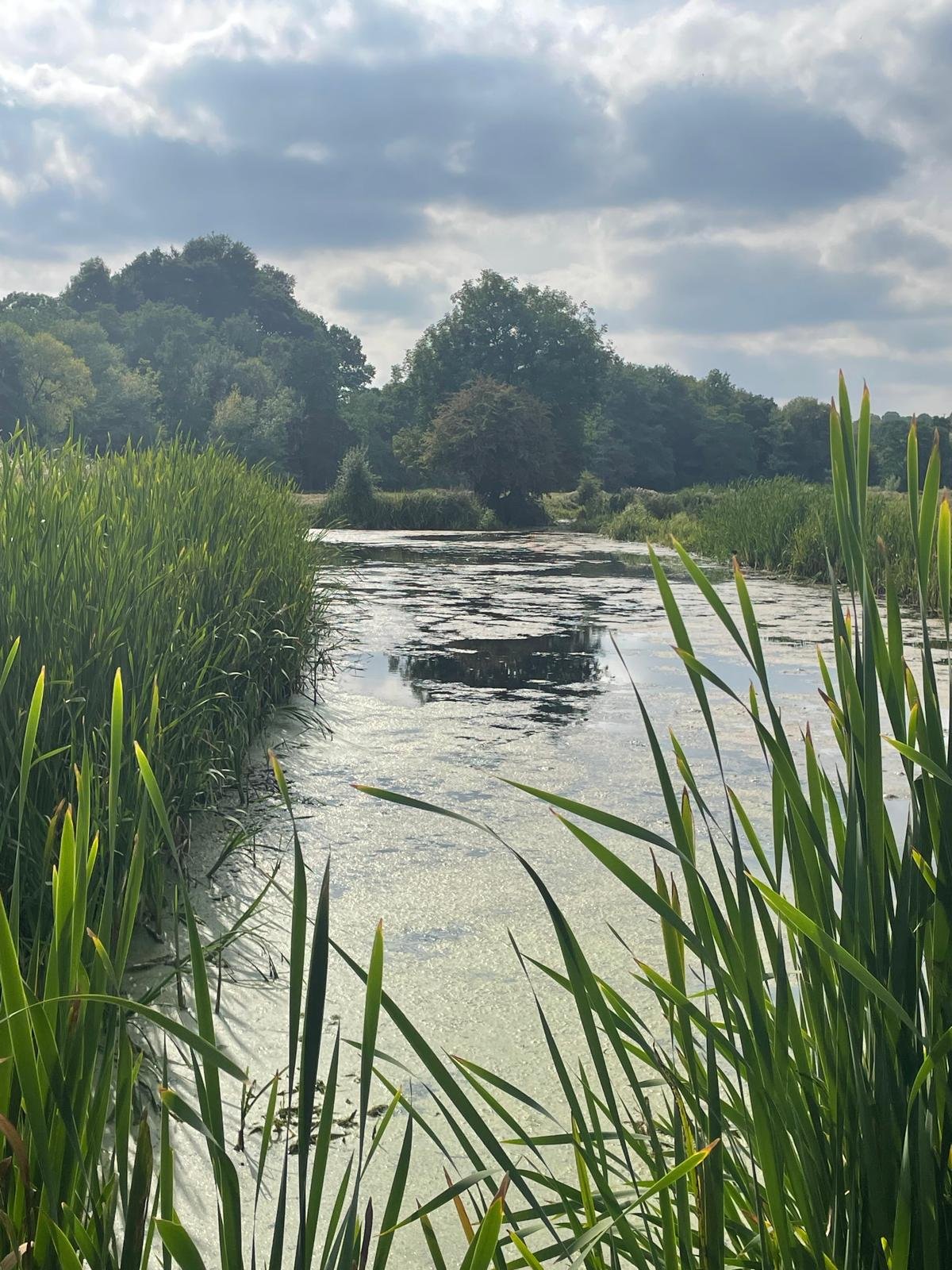 A tranquil waterway lined with tall, green grasses on both sides under a cloudy sky, with trees in the distance.