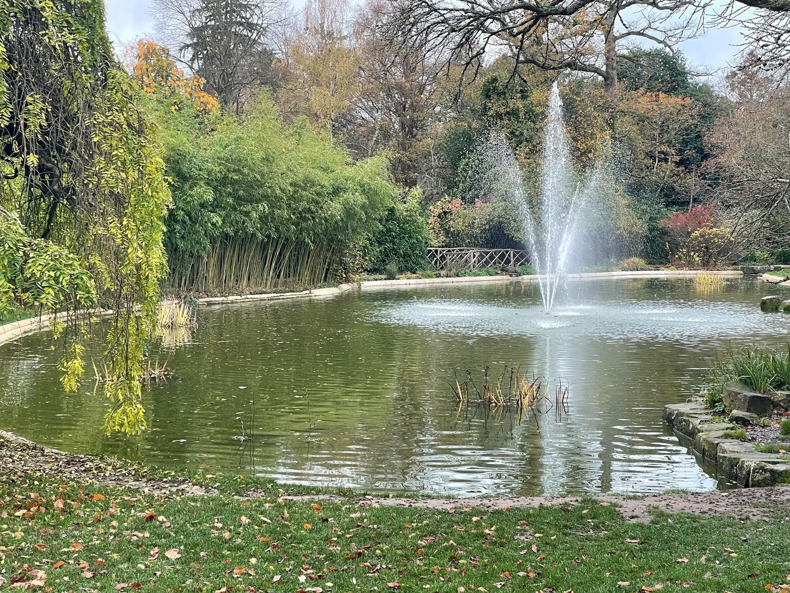 A pond with a fountain spraying water, surrounded by trees and plants in autumn, with some fallen leaves on the grass.