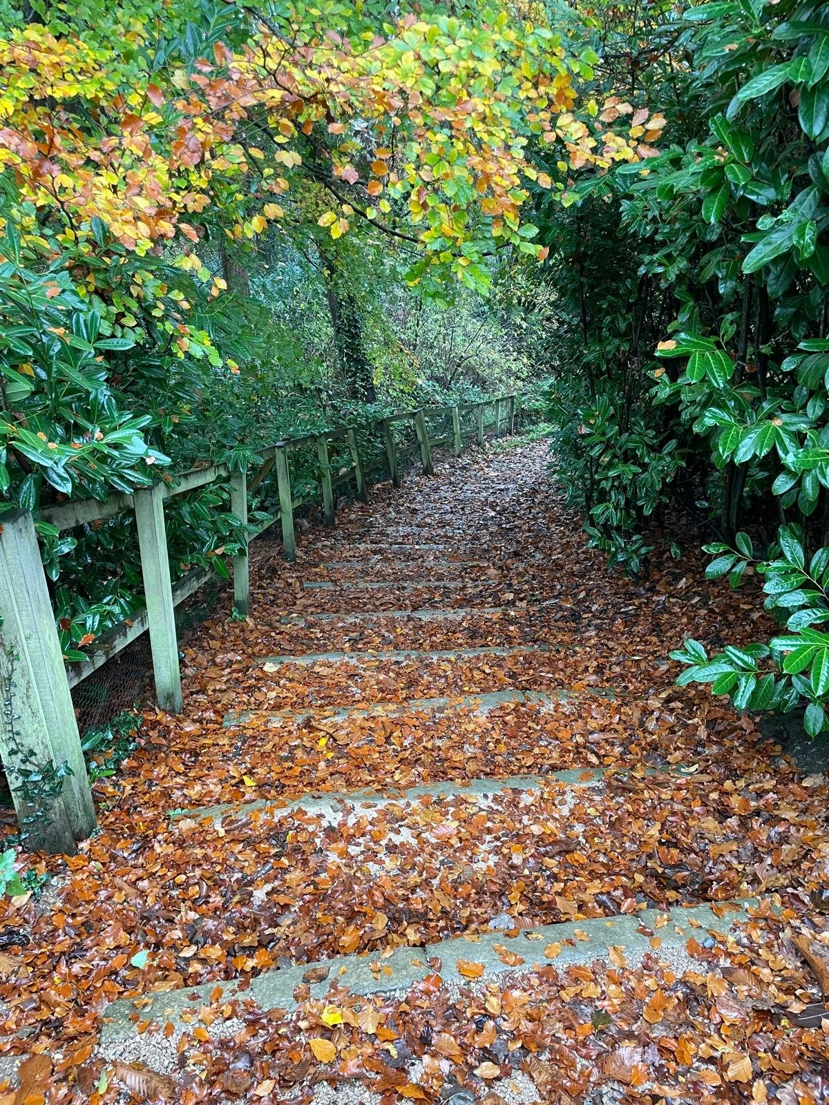 A forest pathway covered in fallen autumn leaves, with wooden steps and a railing on the left side, surrounded by lush green and yellow foliage.