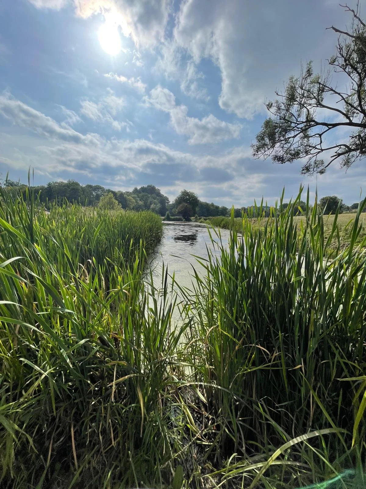 A scenic view of a river or stream flowing between lush green tall grass on both sides, with trees and a partly cloudy sky in the background under sunlight.