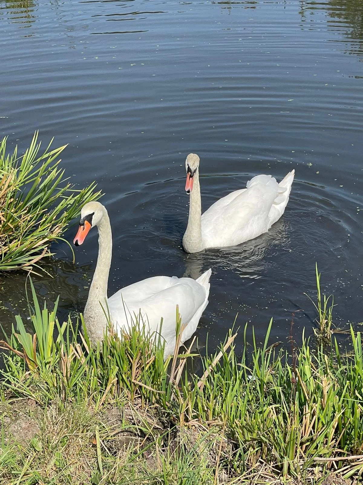 Two white swans swimming near green bushes in a body of water.