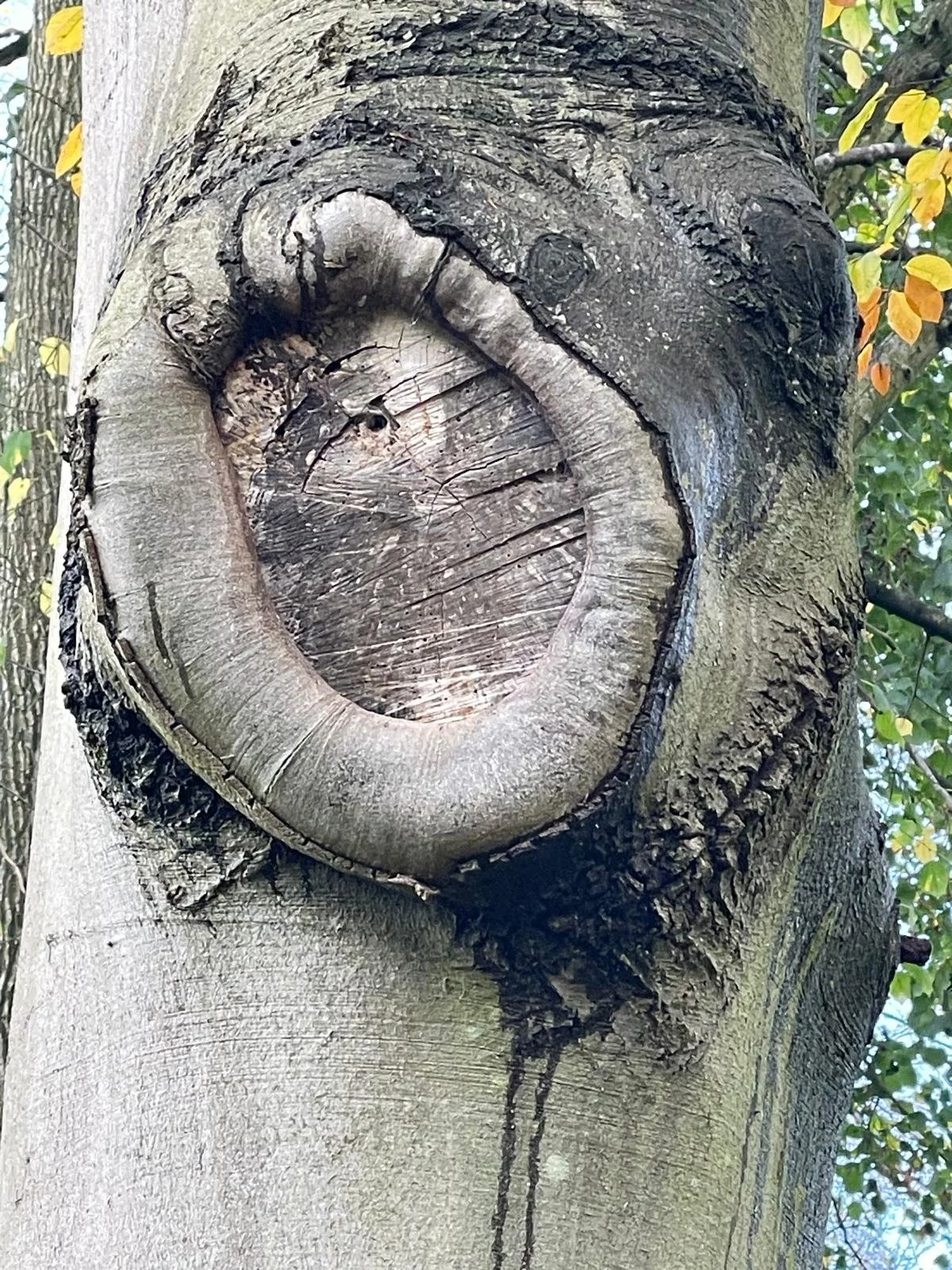 Close-up of a tree with a large, oval-shaped knot or hollow in the trunk.