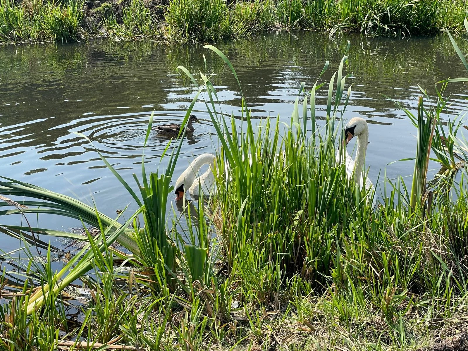 Two swans and a duck near the water's edge amid green reeds and tall grass at a pond.