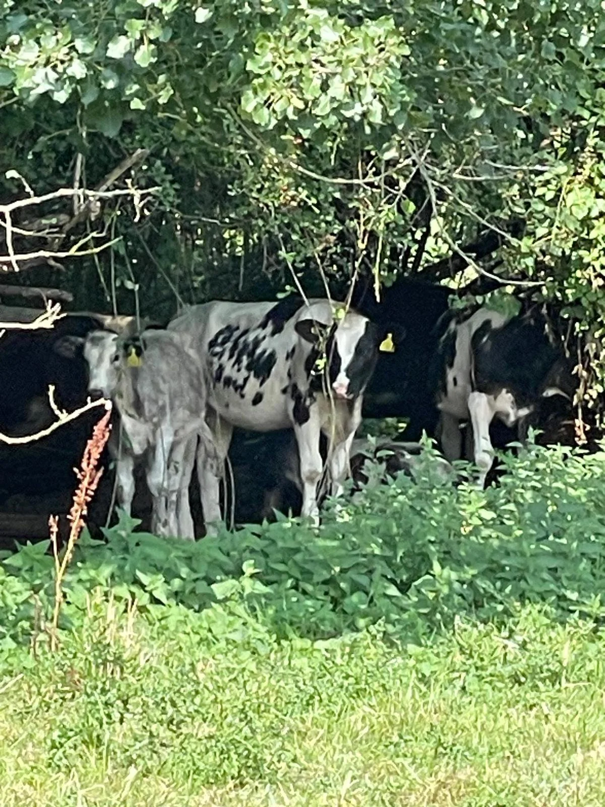 A group of black and white Holstein calves standing among green bushes and grass, with some calves partially hidden behind foliage.