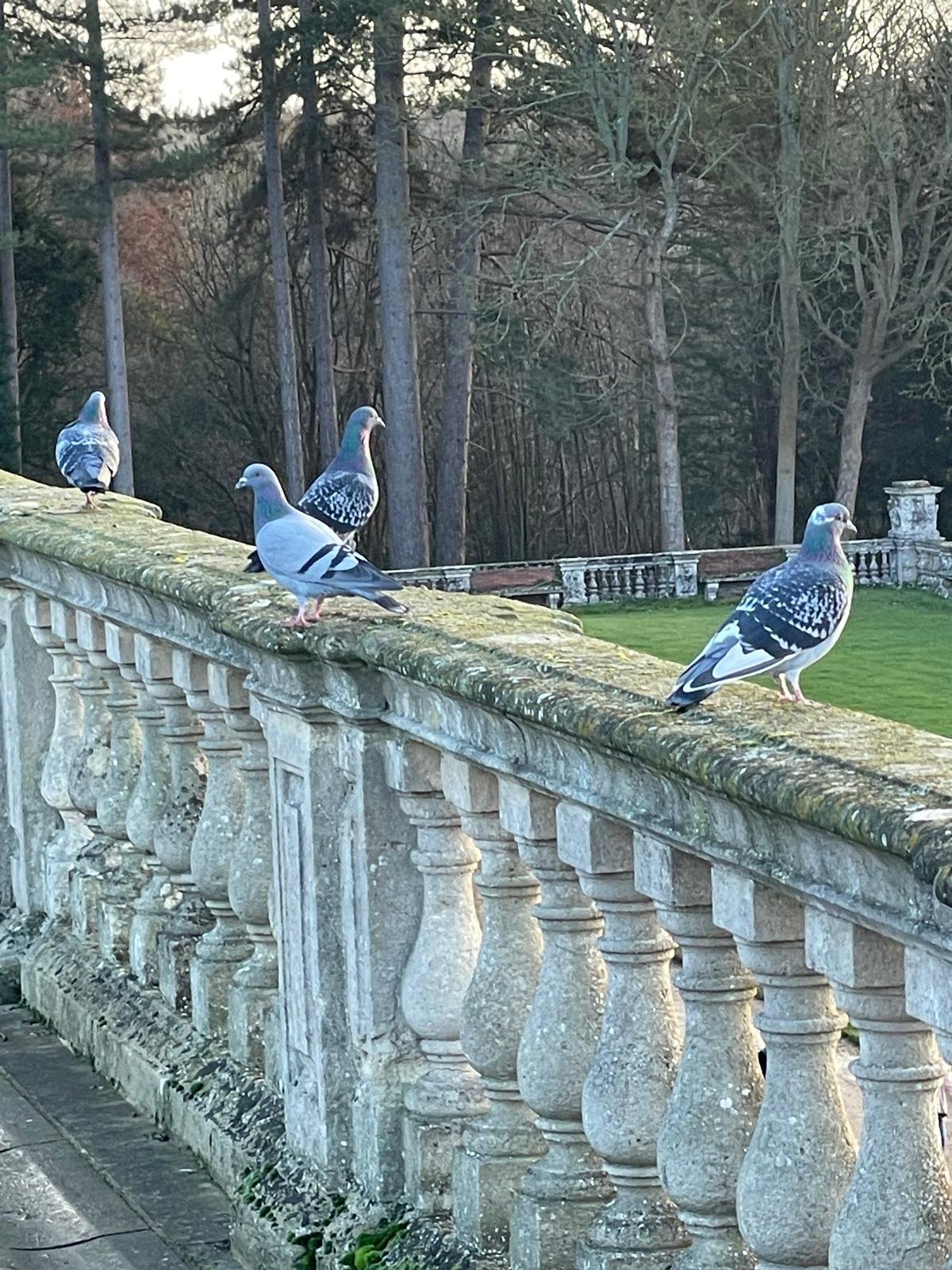 Four pigeons perched on an old stone balustrade in a park-like area with trees and grass in the background.