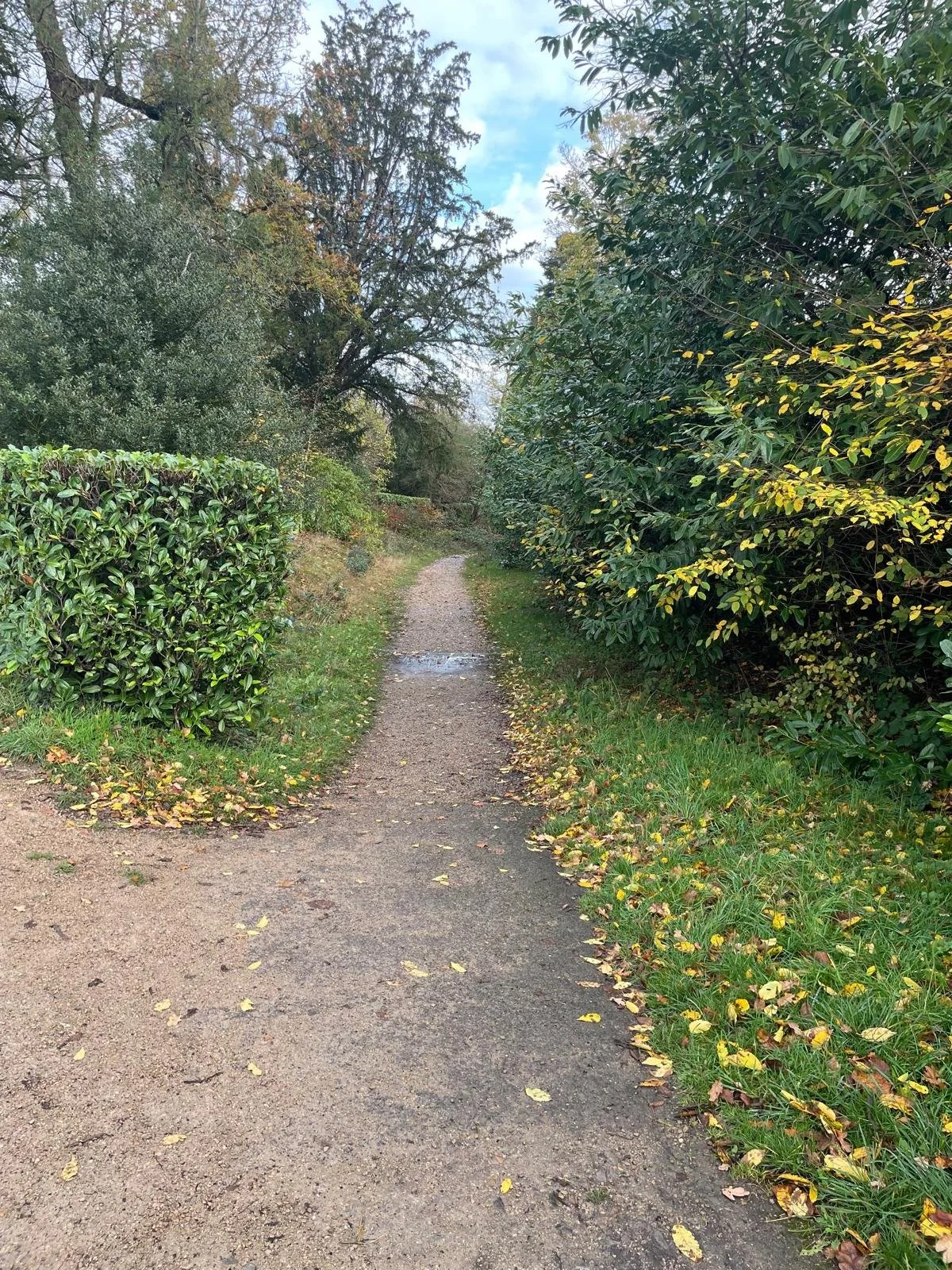A dirt walking trail with scattered fallen leaves, bordered by green shrubbery and trees, leading into a wooded area with a cloudy sky overhead.
