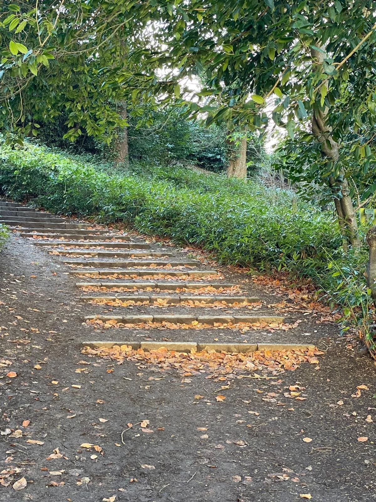 A dirt pathway with wooden steps climbing a slight incline, surrounded by green bushes and trees, with fallen autumn leaves scattered on the ground and steps.