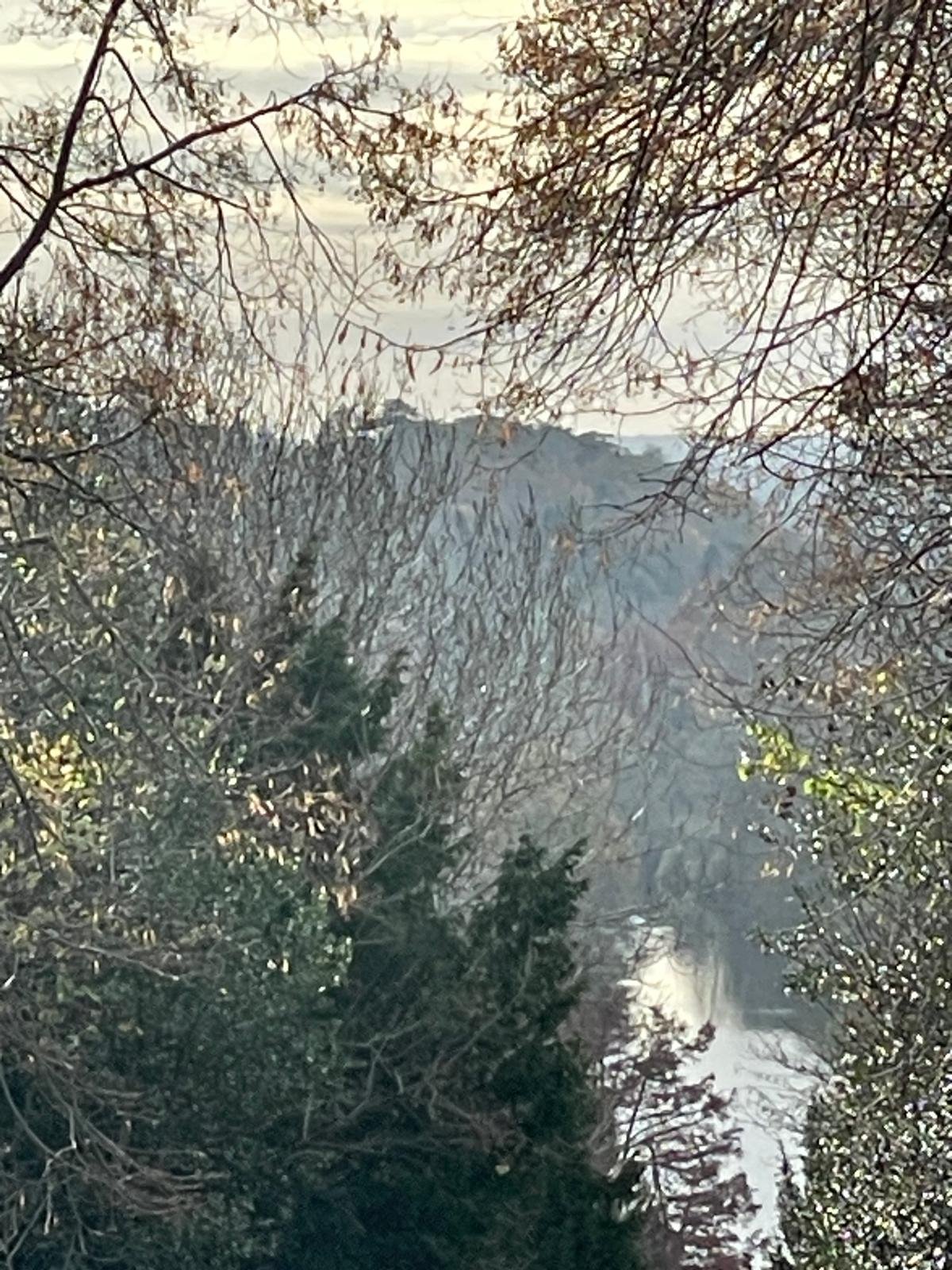 A scenic view of a forest with a waterfall in the background, surrounded by leafless trees and evergreen shrubs.