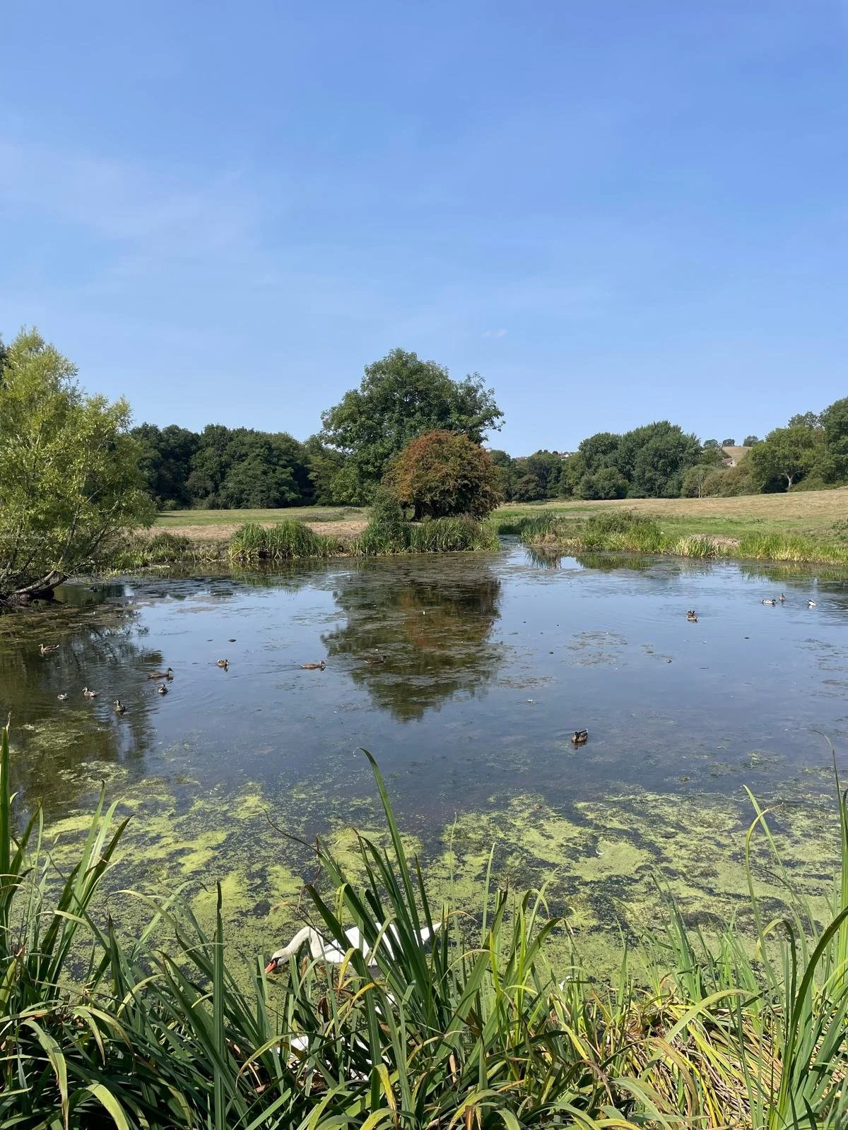 A peaceful pond surrounded by lush greenery and trees, with ducks swimming and a cherry blossom tree, under a clear blue sky.
