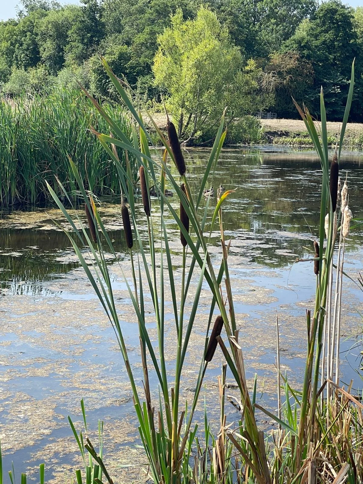 A calm pond with aquatic plants, tall grasses, and cattails in the foreground. Dense green trees line the background under a clear sky.