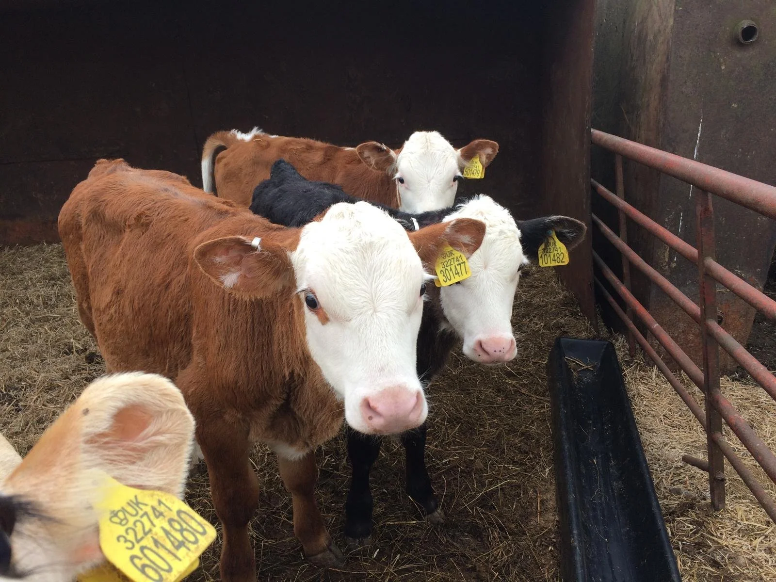 A group of young calves in a barn, standing on hay, each with yellow identification tags on their ears, some facing forward and others looking around.