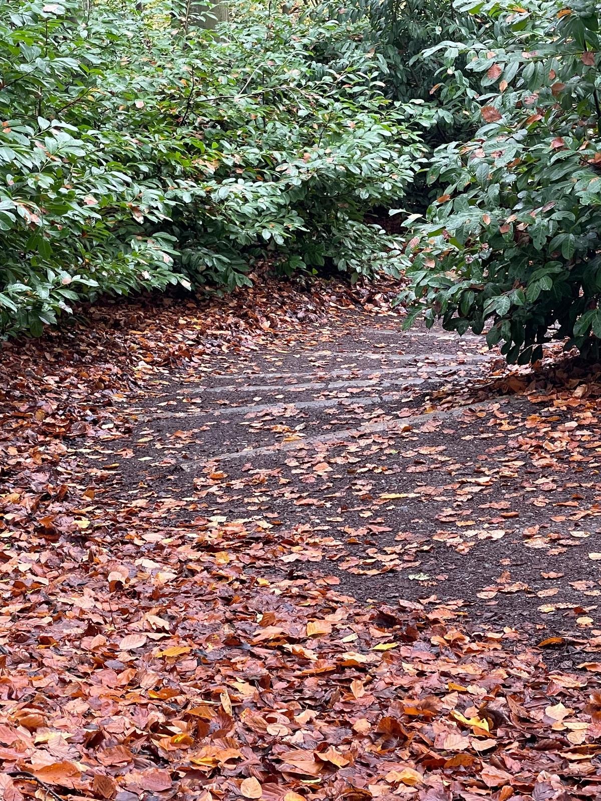 A dirt woodland trail covered with fallen autumn leaves, surrounded by dense green shrubbery.