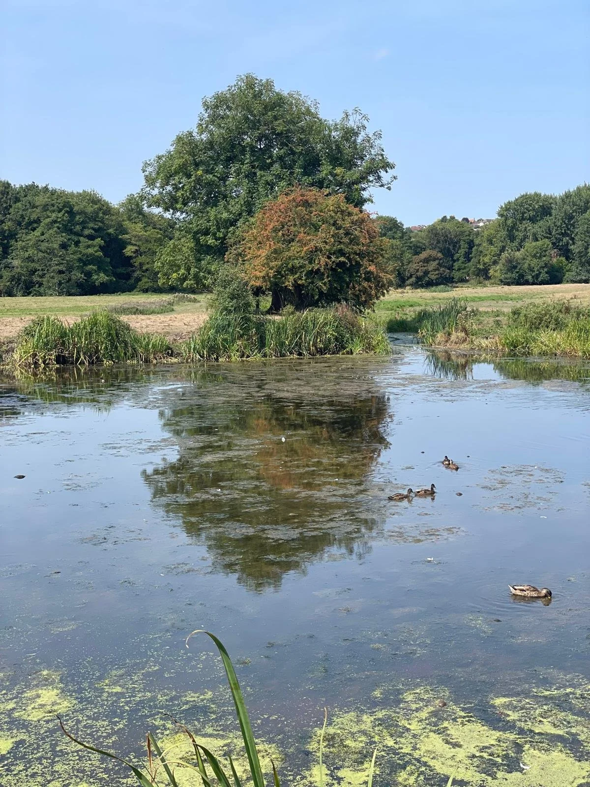 A calm pond with ducks swimming, surrounded by lush green trees and grass, with clear blue sky overhead.