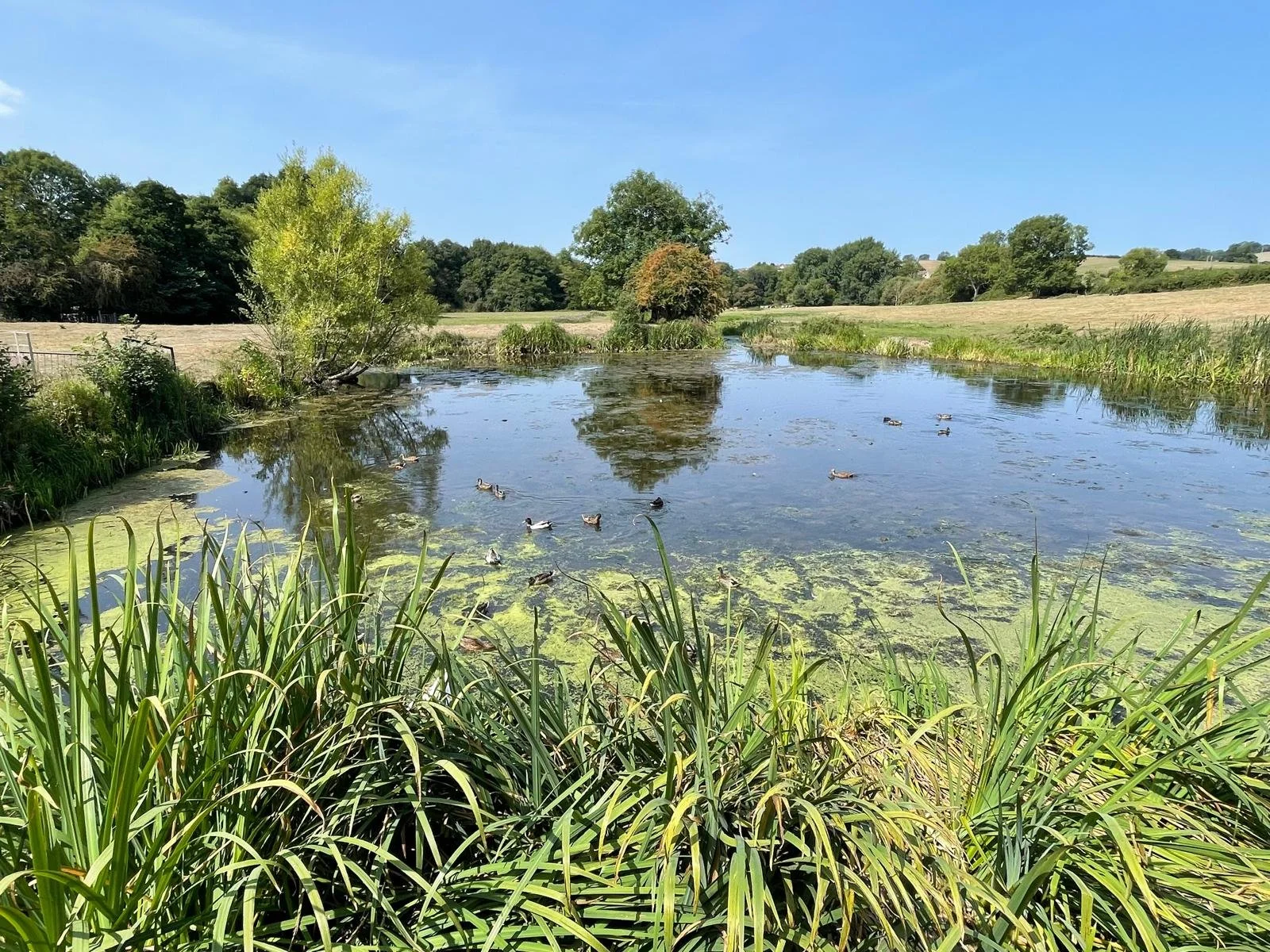 A peaceful pond with ducks swimming, surrounded by green grass and trees, under a clear blue sky.