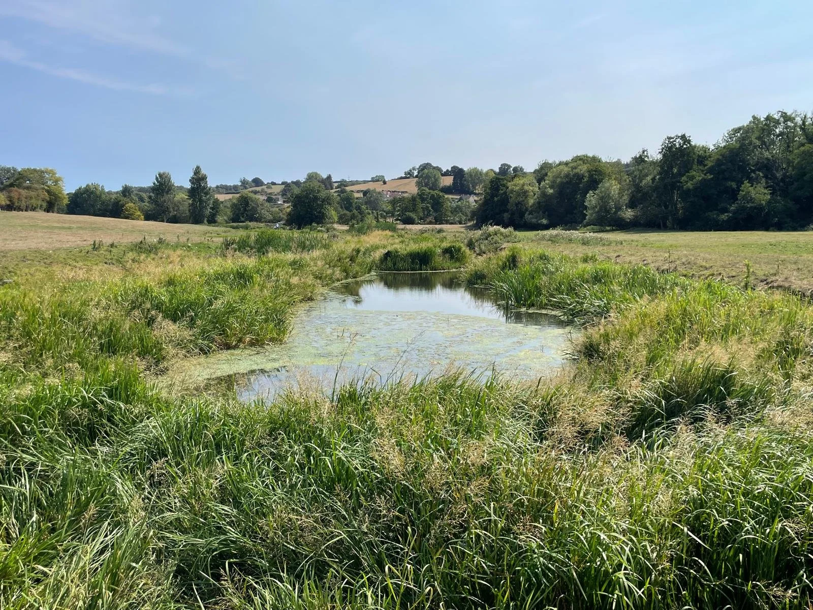 A serene landscape features a small body of water surrounded by lush green grass and trees under a clear blue sky.