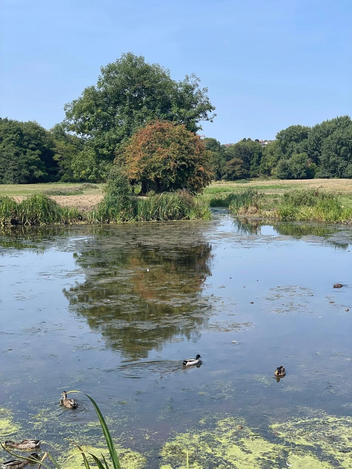 This is a peaceful scene of a small river or pond with ducks swimming, surrounded by tall grass, trees, and open fields under a clear blue sky.