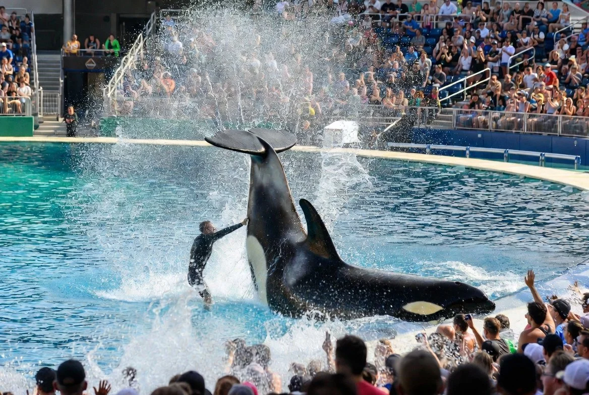 Orcas on My Mind