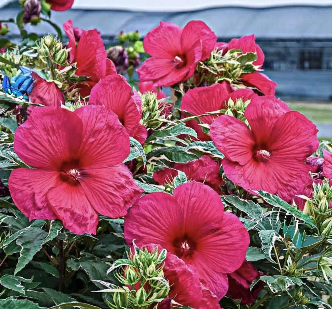 Blooming in Your Season: What it Really Means in the Waiting