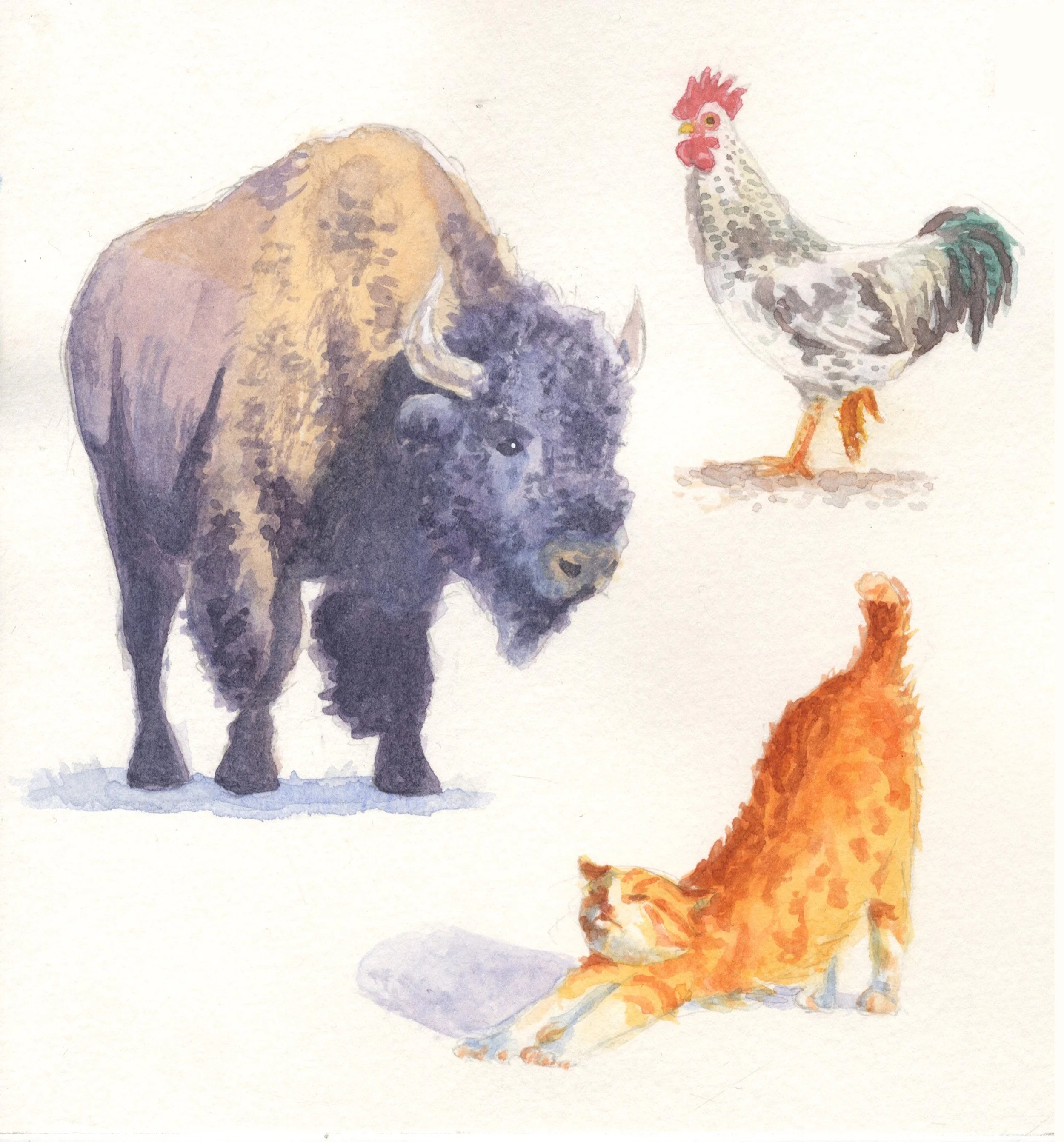 animal scan 2- unused.jpg