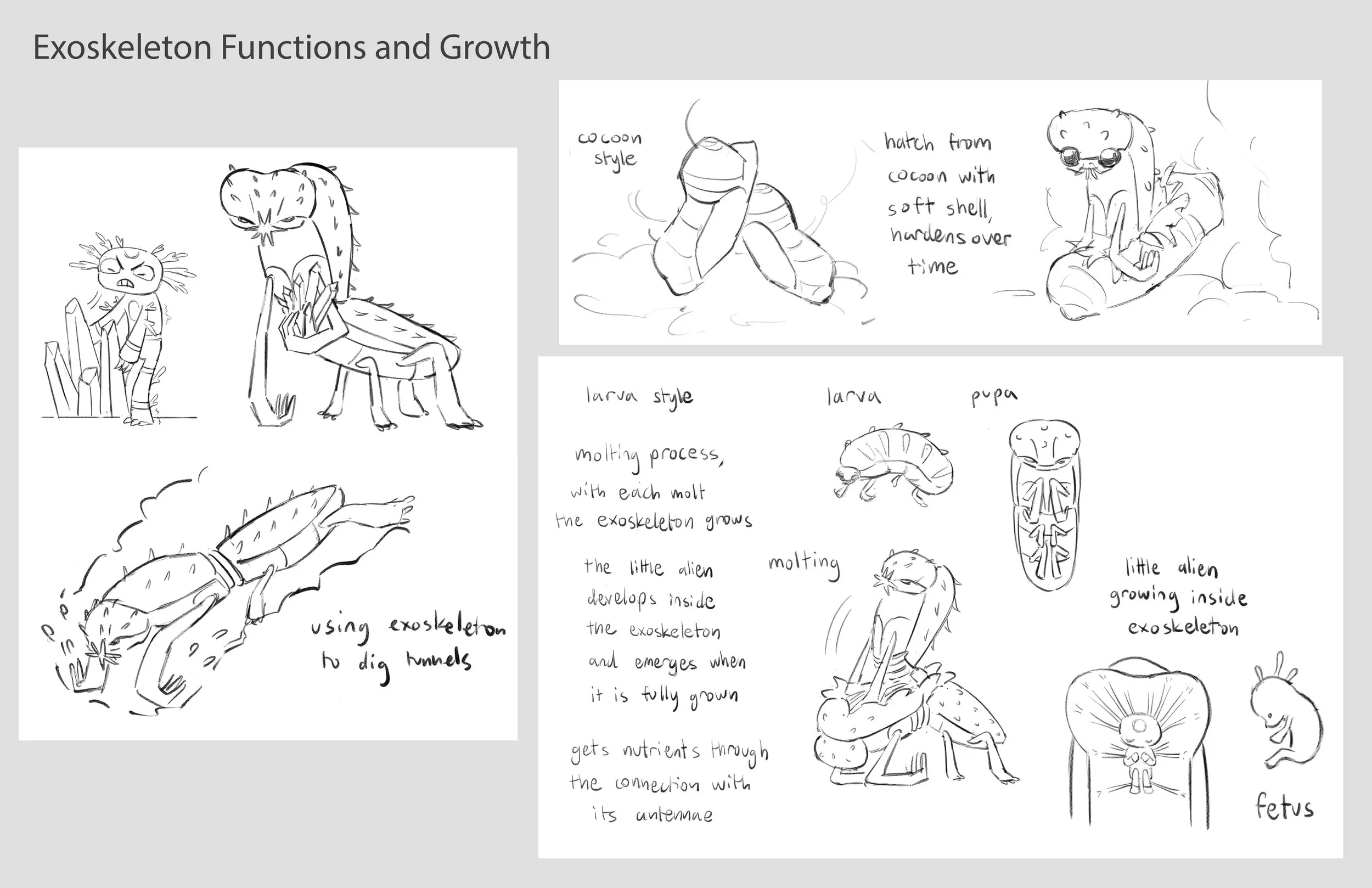 8- Exoskeleton Functions and Growth copy.jpg