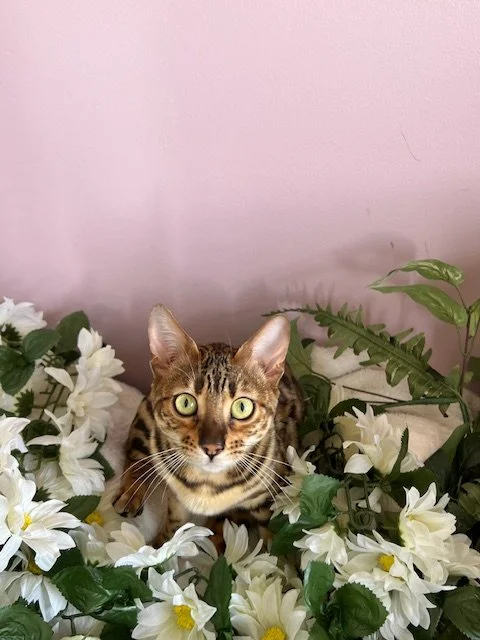 A tabby cat sitting among white flowers and greenery against a pink wall.