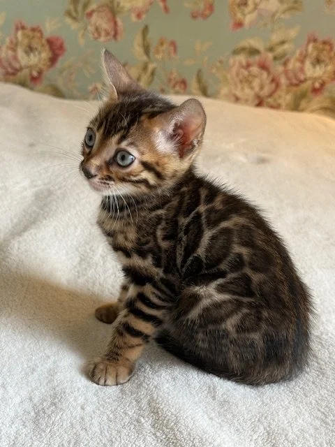 A small Bengal kitten with brown, black, and white fur sitting on a white blanket, with a floral wallpaper background.