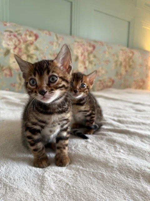 Two small tabby kittens on a bed, with a floral headboard in the background.