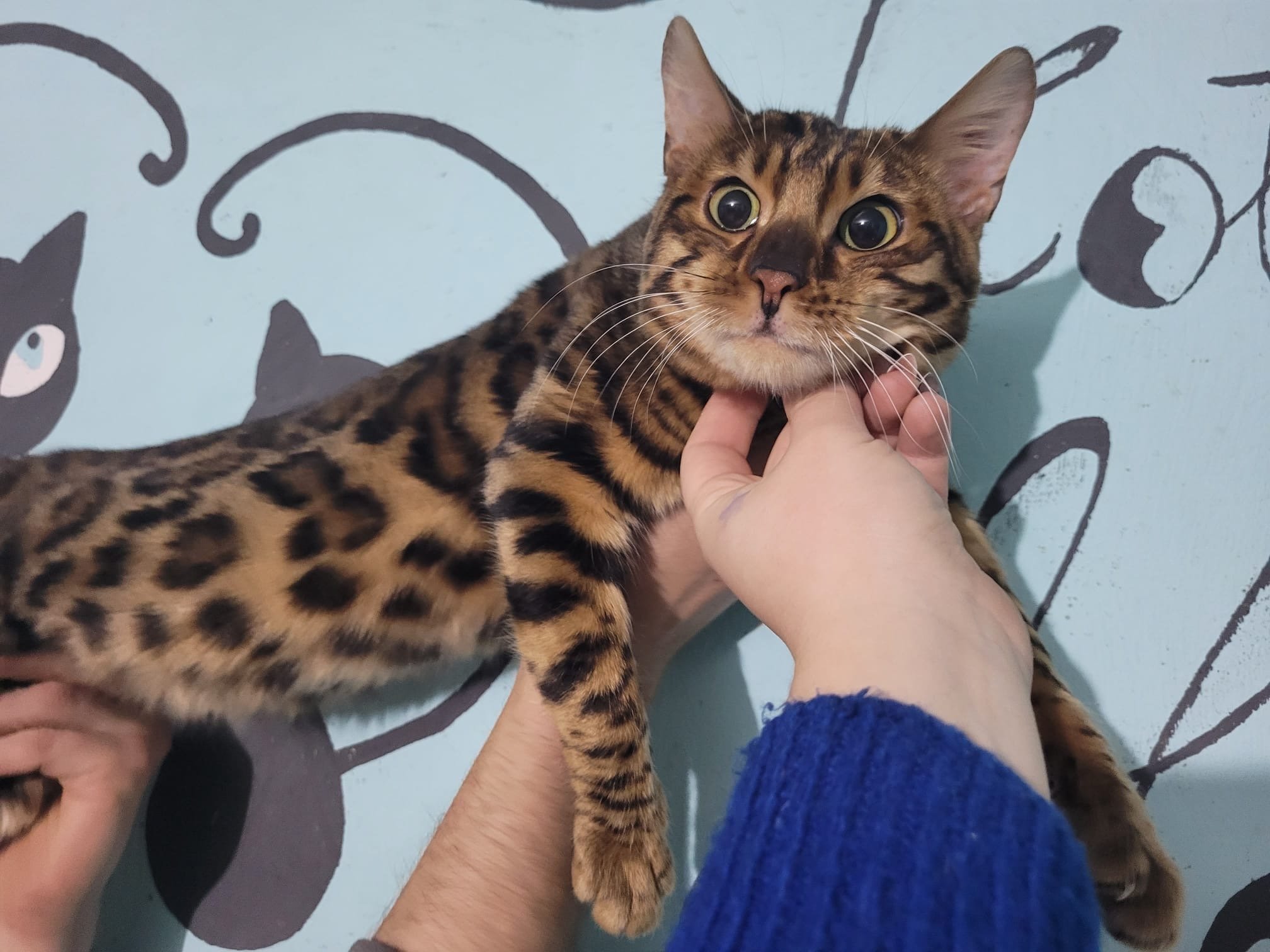 A person holding a Bengal cat against a wall with butterfly and cat illustrations. The cat has a spotted coat, large green eyes, and looks directly at the camera.