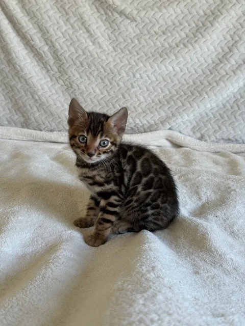 Cute baby kitten with a spotted coat sitting on a blanket