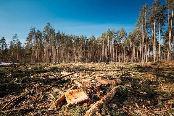 A forest clearing with many fallen logs and broken trees, with a dense forest of tall, thin trees in the background under a blue sky.