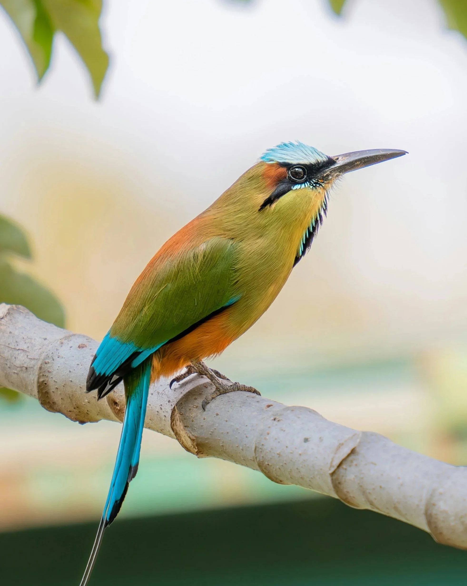 Villa les Gallières - Un oiseau tropical multicolore (motmot) perché sur une branche