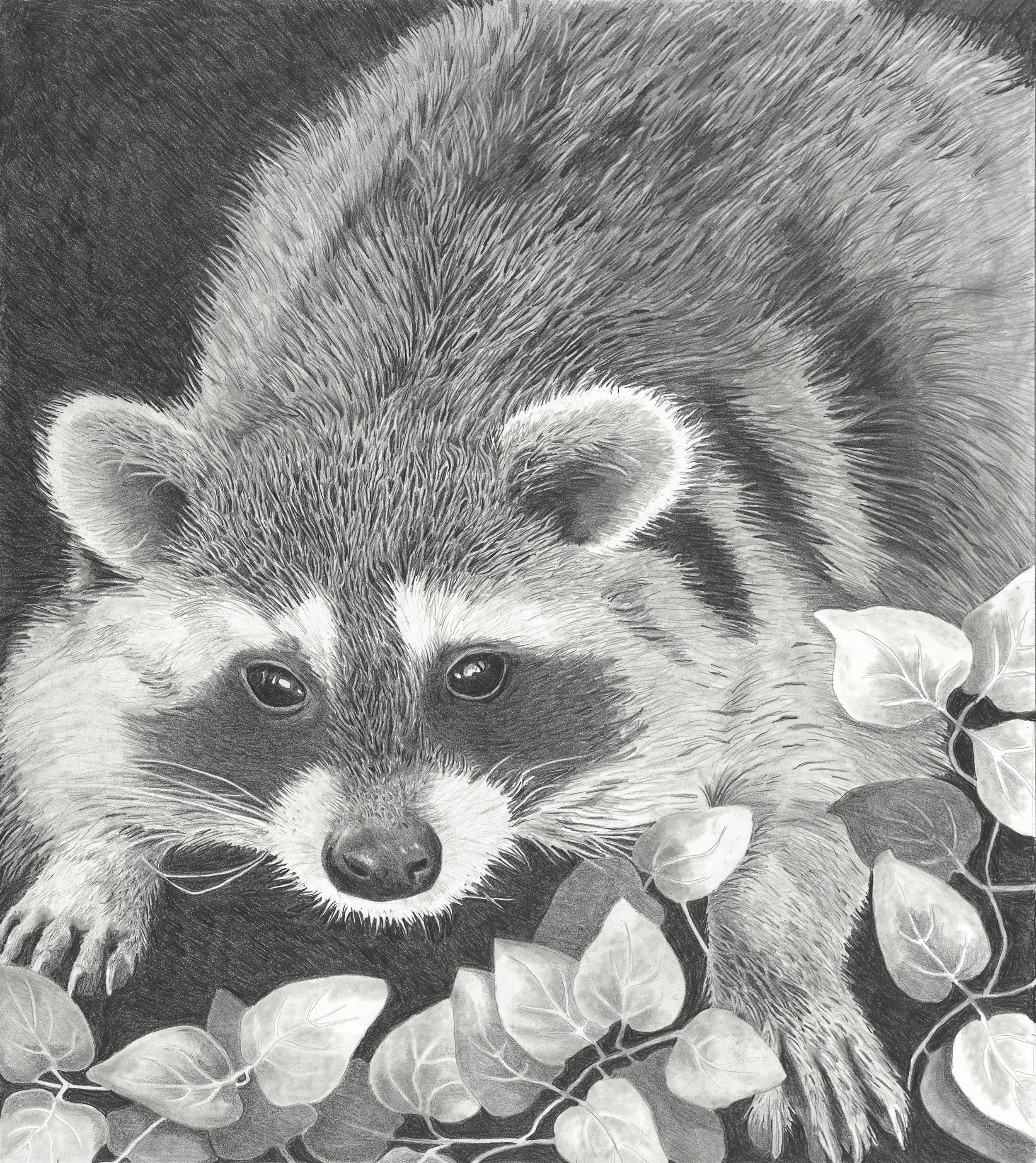 Raccoon