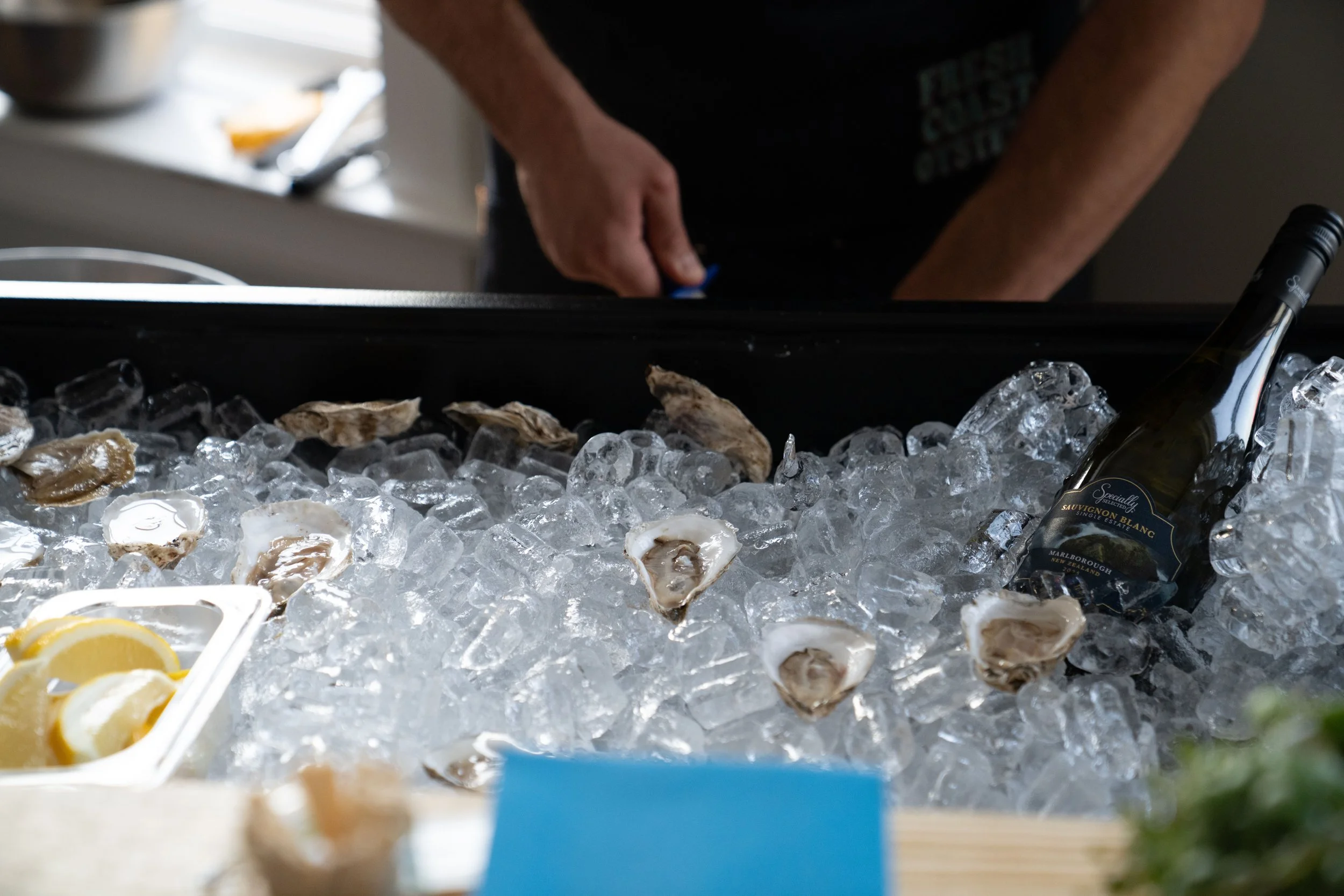 Person opening a cooler filled with ice, oysters on the ice, and a bottle of Sauvignon Blanc wine.
