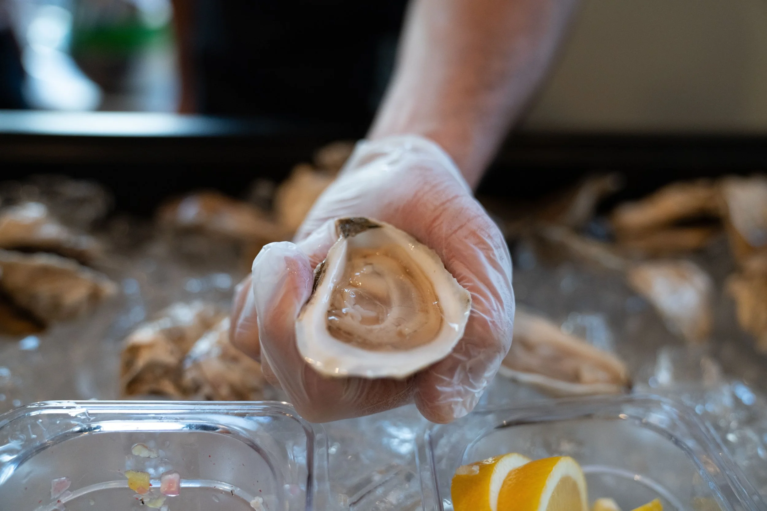 Person wearing gloves holding a freshly shucked oyster with lemon slices on a tray.