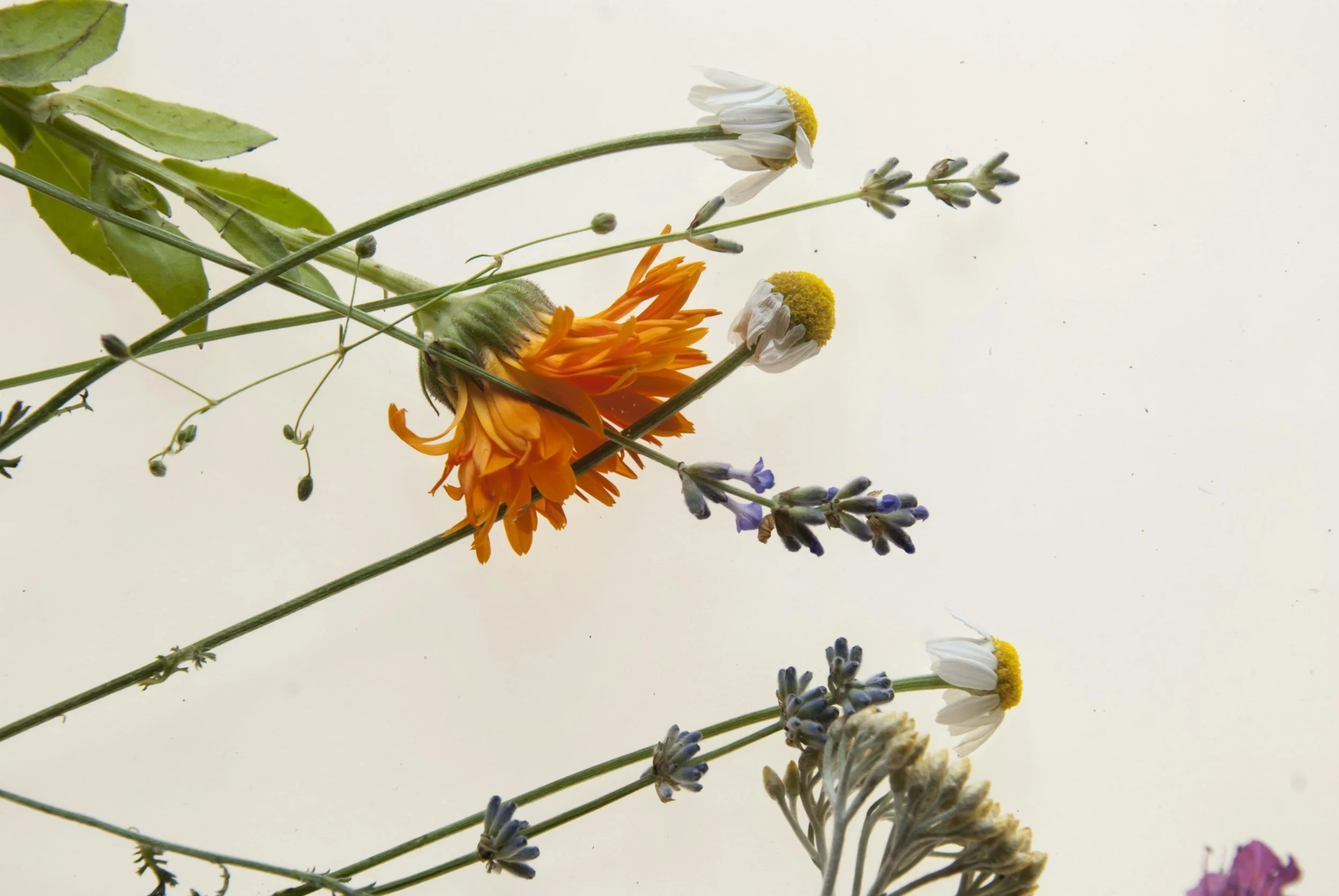 Assorted wildflowers including daisies, lavender, and marigolds arranged on a white background.
