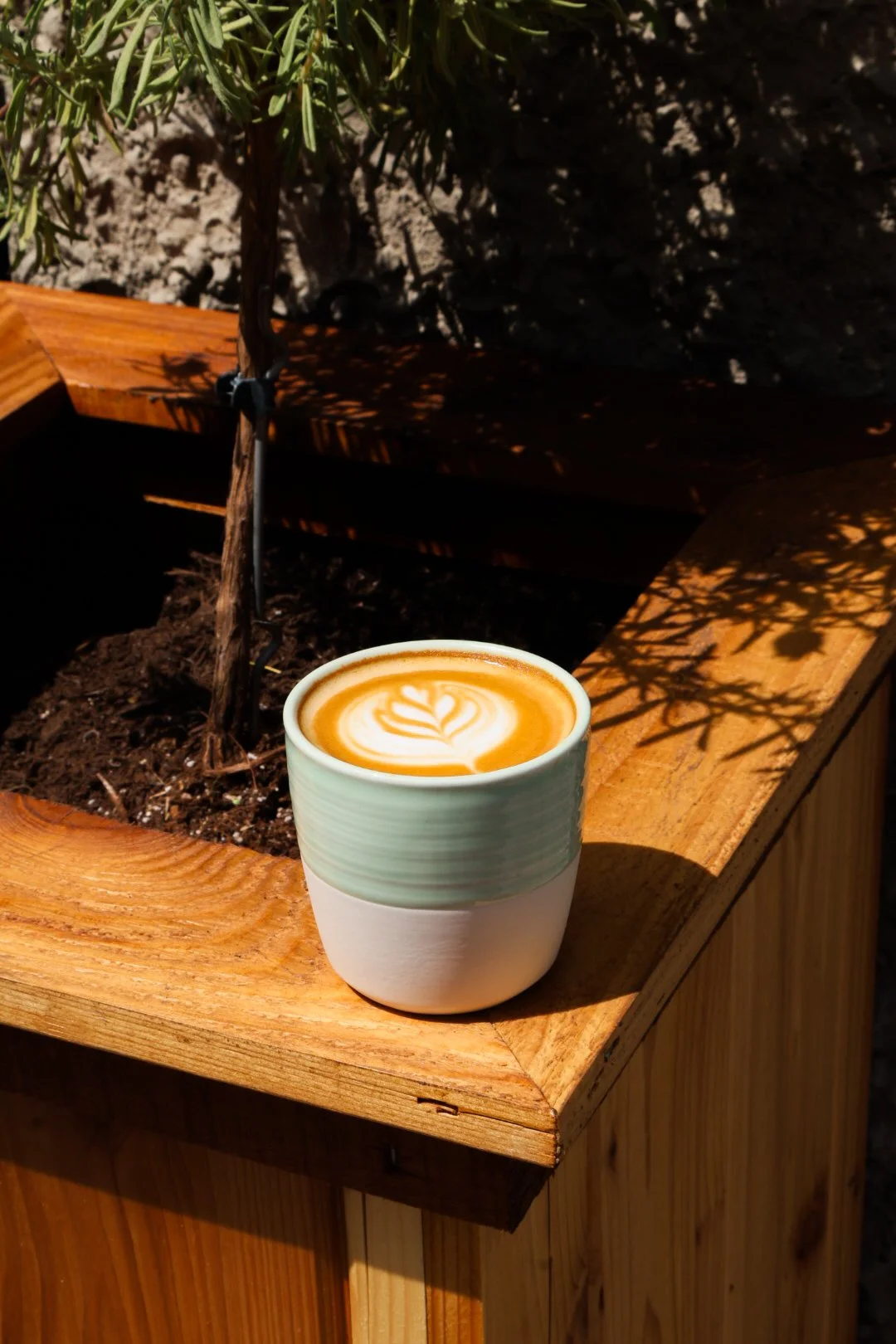 A cup of latte with latte art on top, placed on a wooden surface outdoors, with a small tree and shadows in the background.