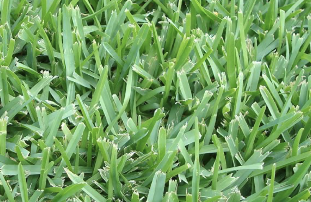 Floratam St. Augustine