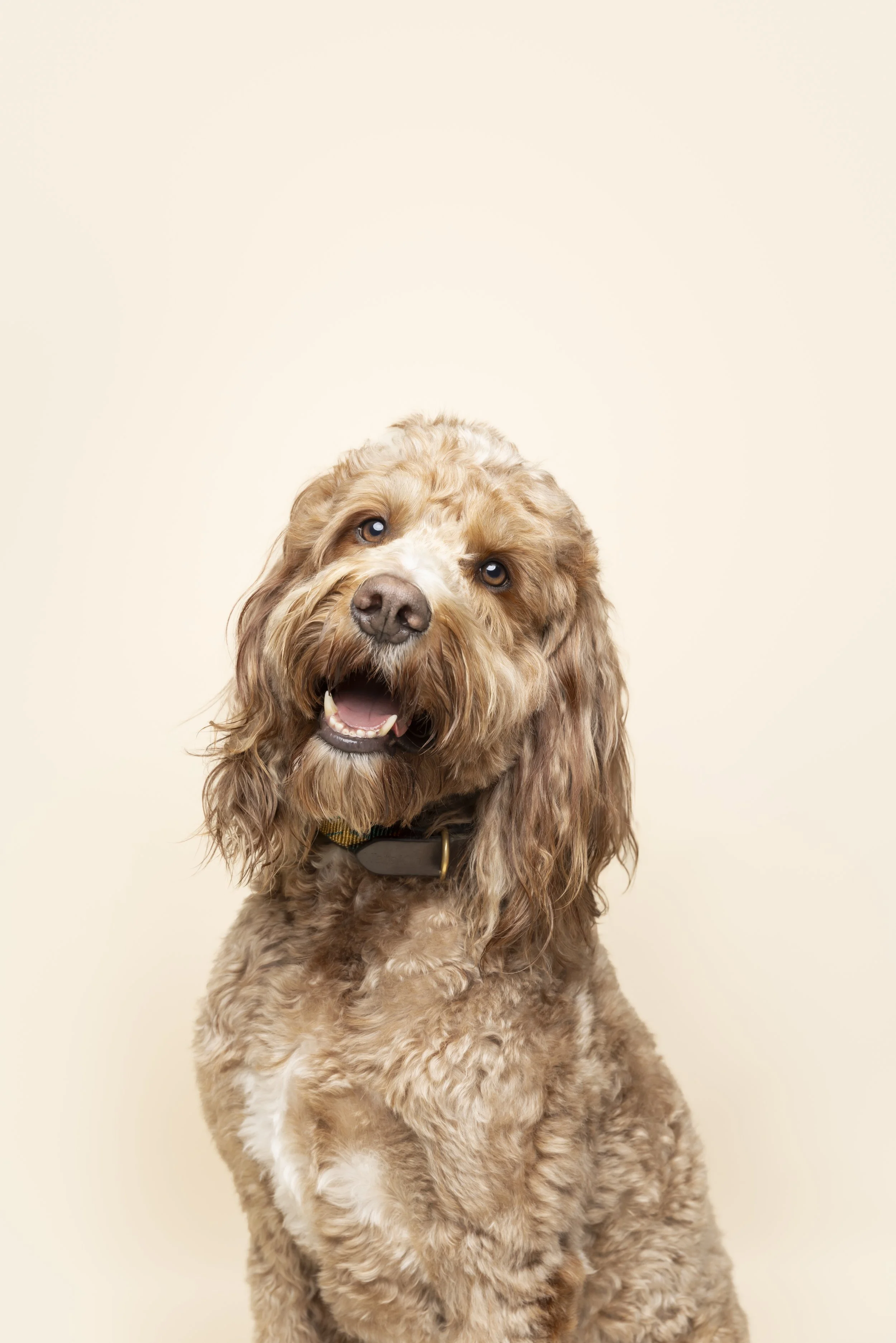 A happy brown curly-haired dog with a friendly expression on a light beige background.