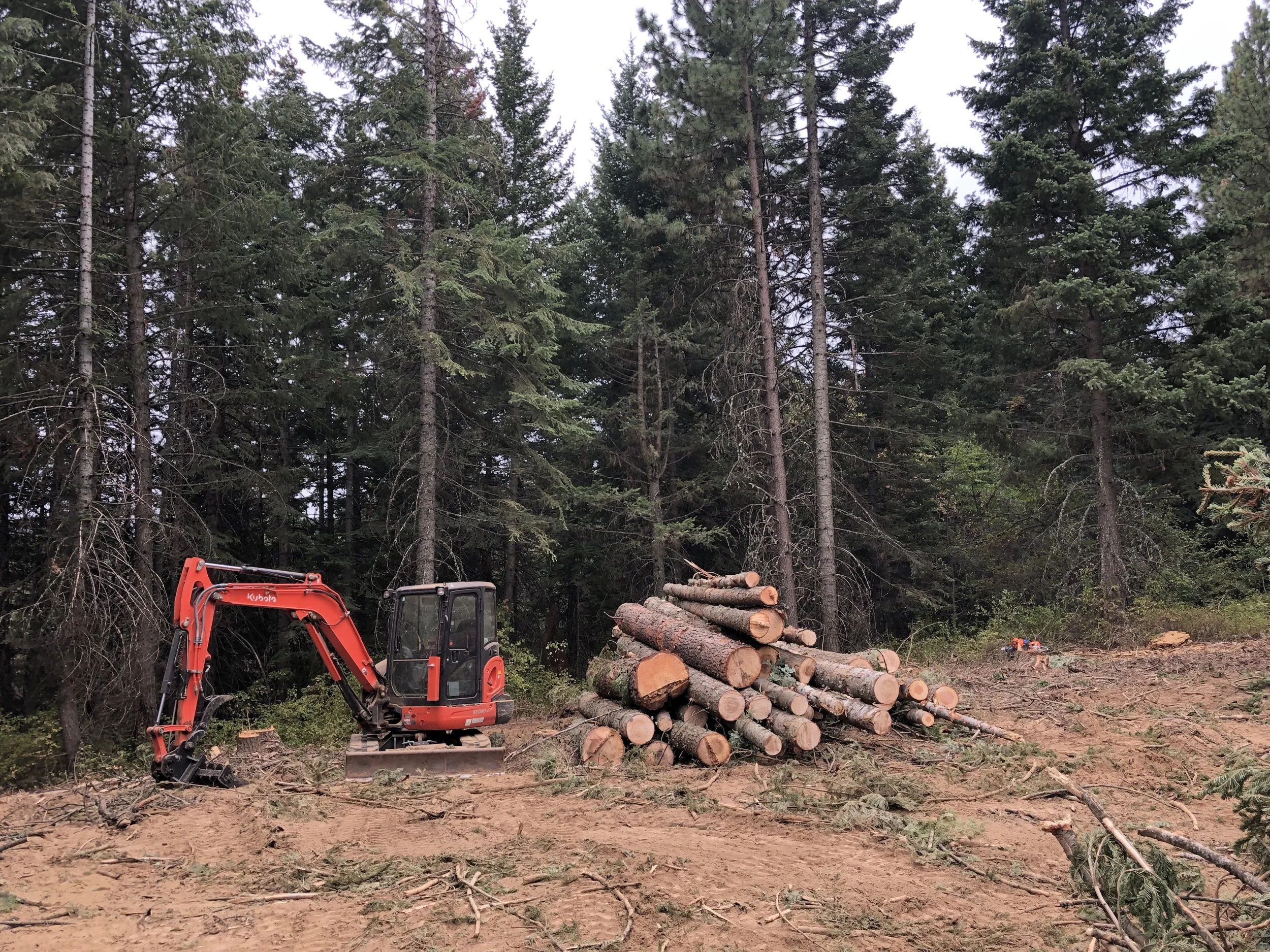 A mini excavator parked on a dirt clearing in a forested area, next to a pile of logged tree trunks surrounded by tall evergreen trees.
