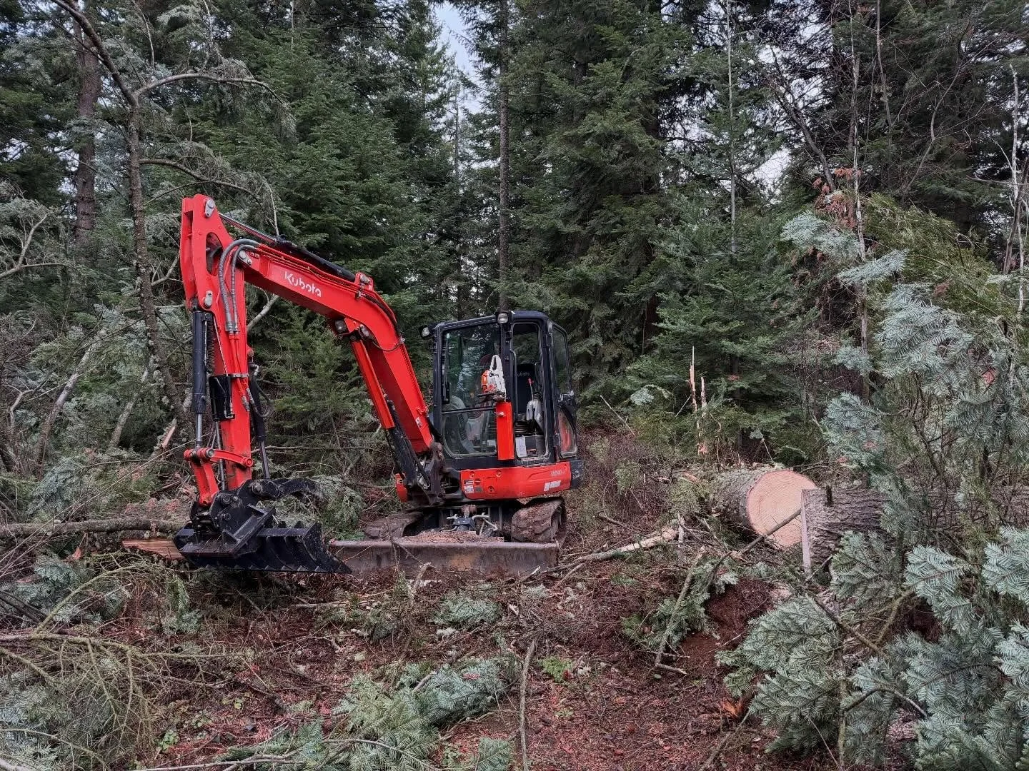 A Kubota mini excavator in a forested area, removing a fallen tree.