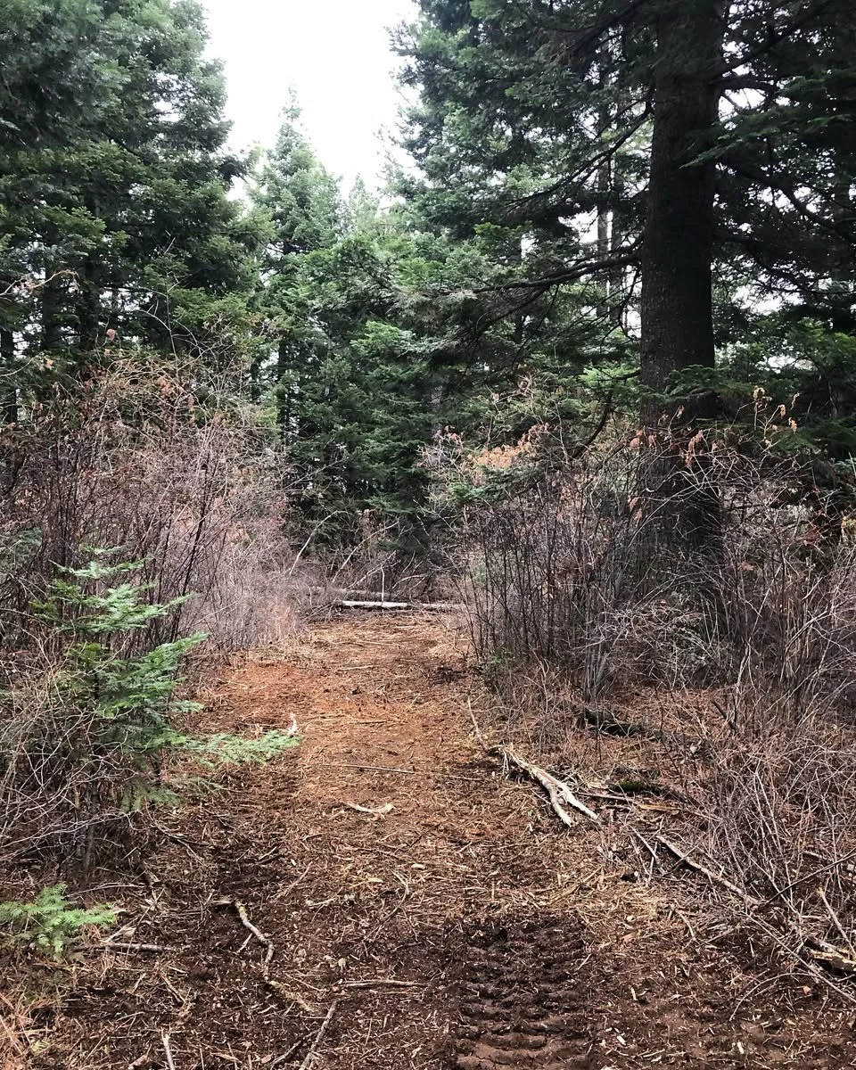 A mowed trail suitable for equestrian use or side by sides.