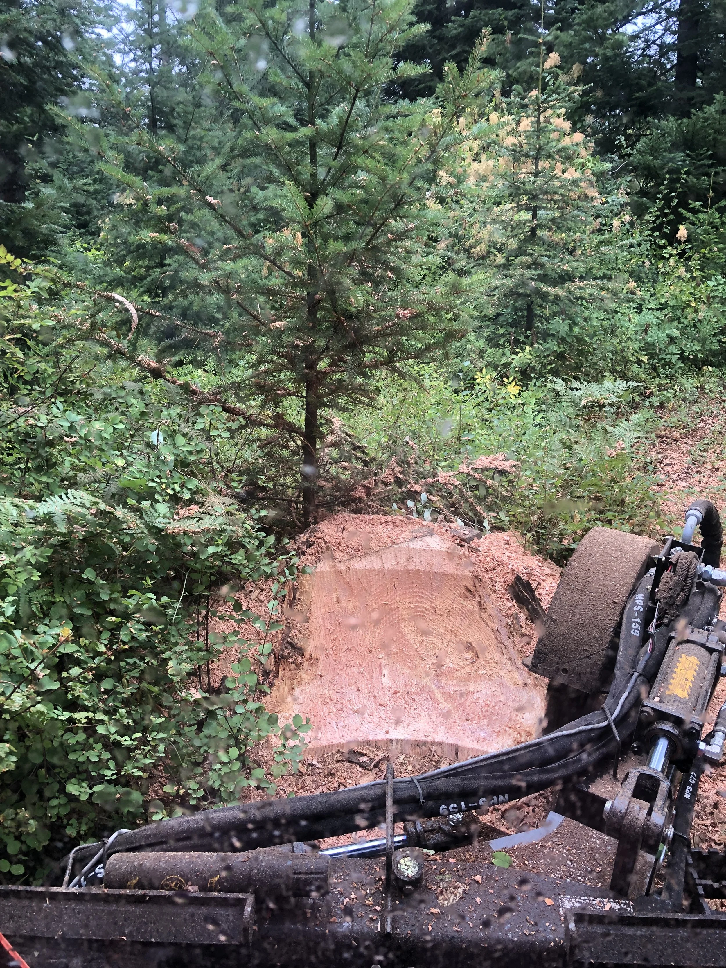 A 75hp skid steer with a stump grinder removing large stumps from a building site.
